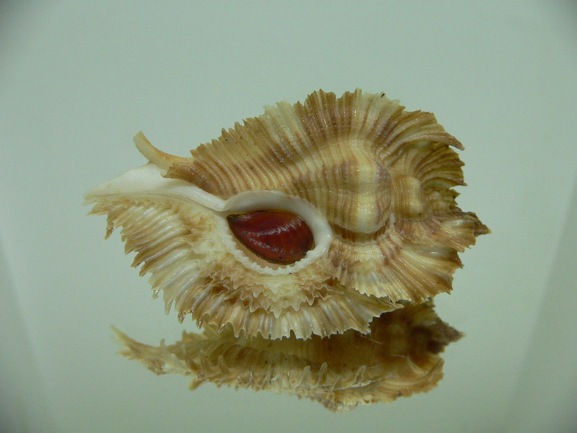 Chicoreus miyokoae ELONGATE & LIGHT