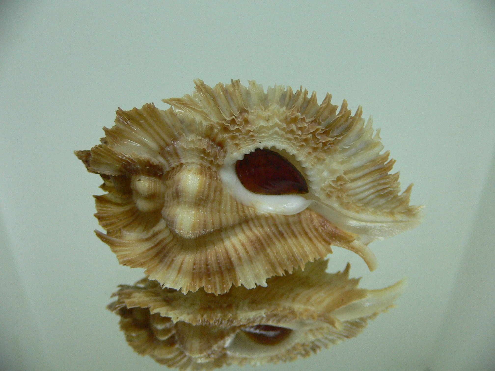 Chicoreus miyokoae ELONGATE & LIGHT