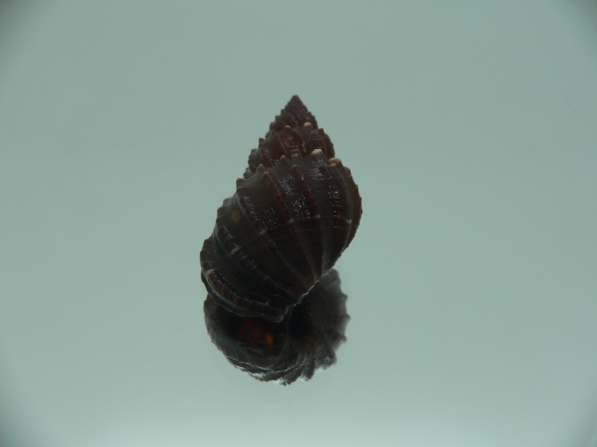 Scalptia textilis