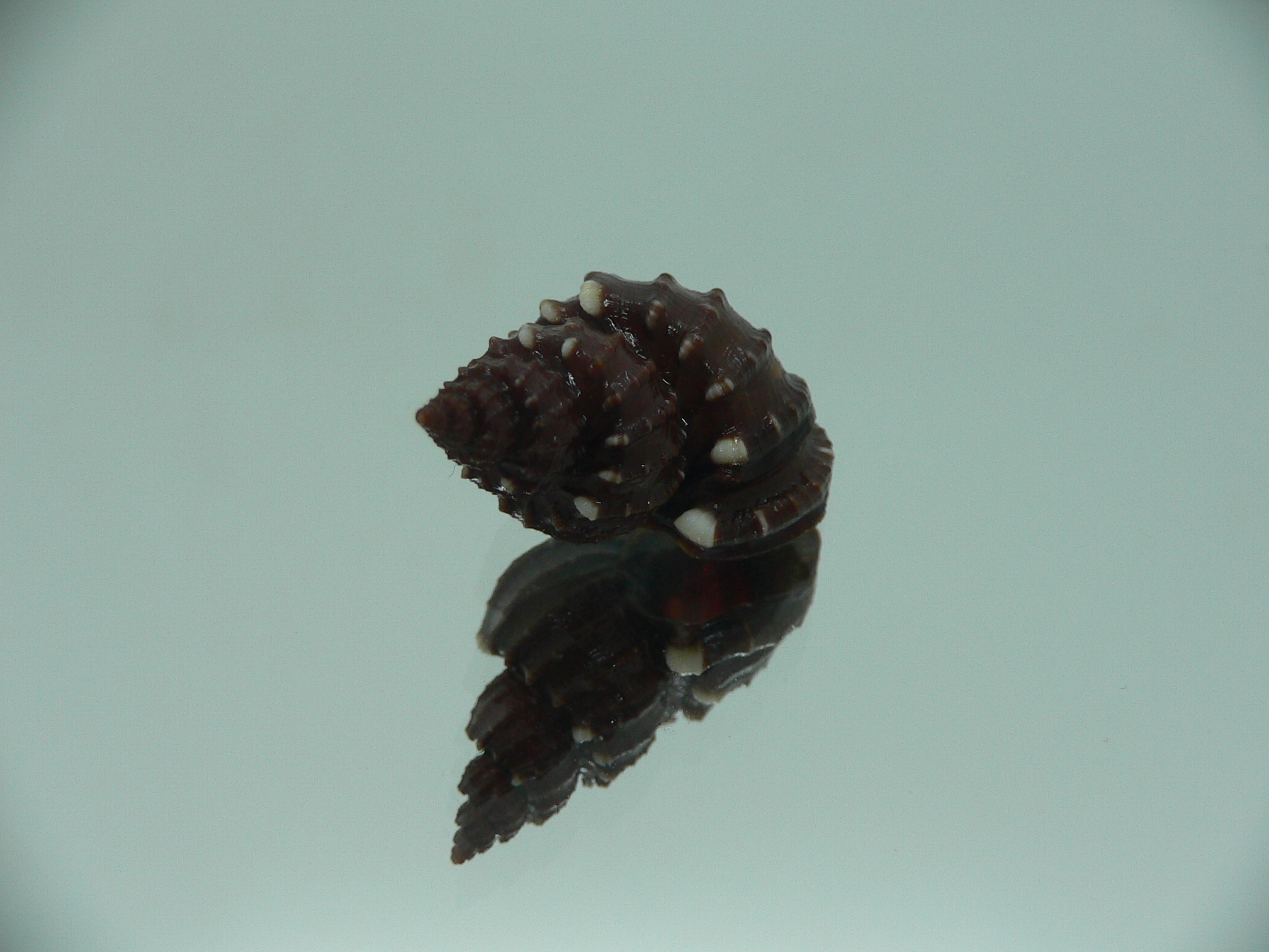 Scalptia textilis