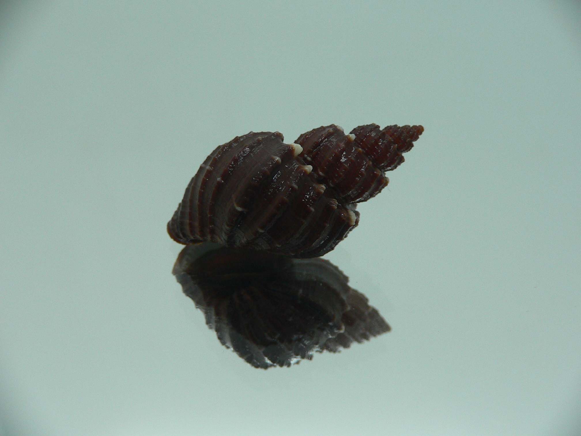 Scalptia textilis
