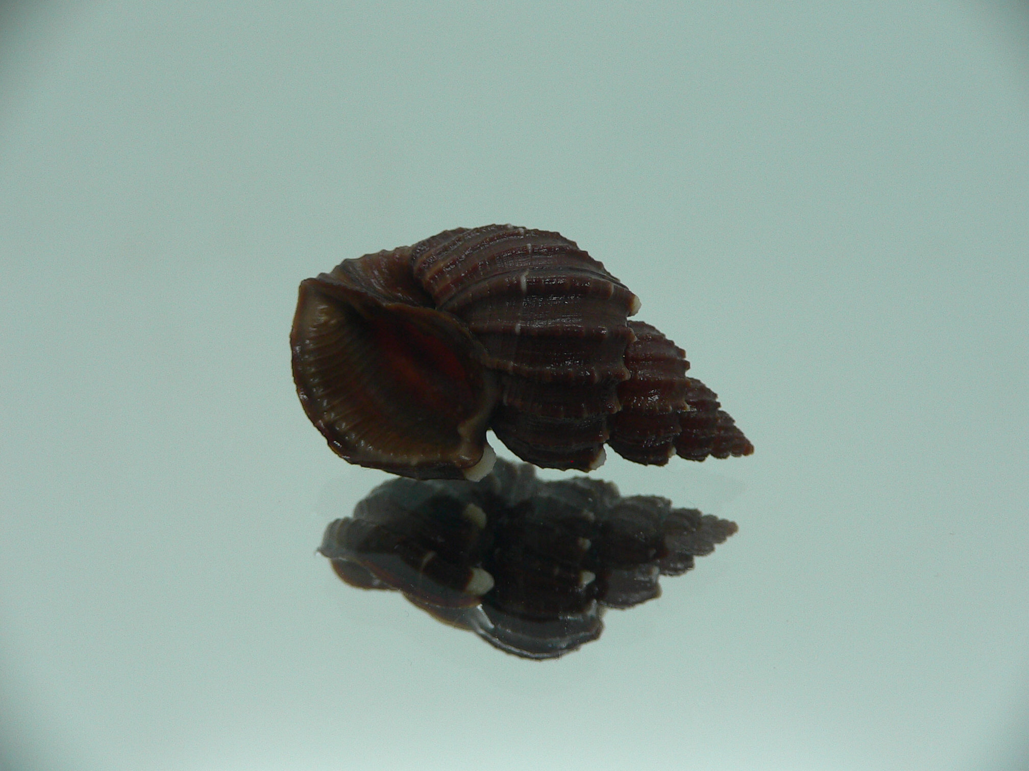Scalptia textilis
