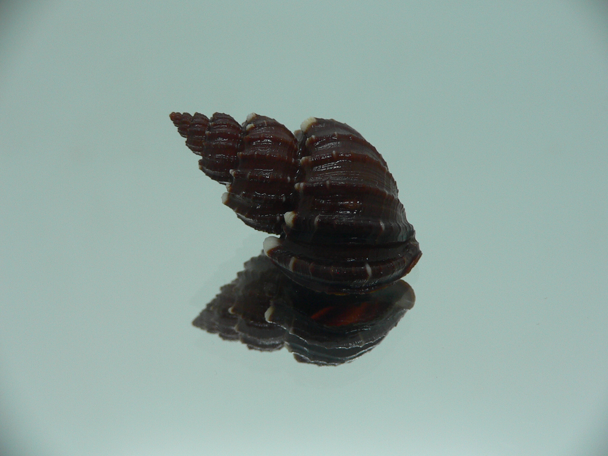 Scalptia textilis