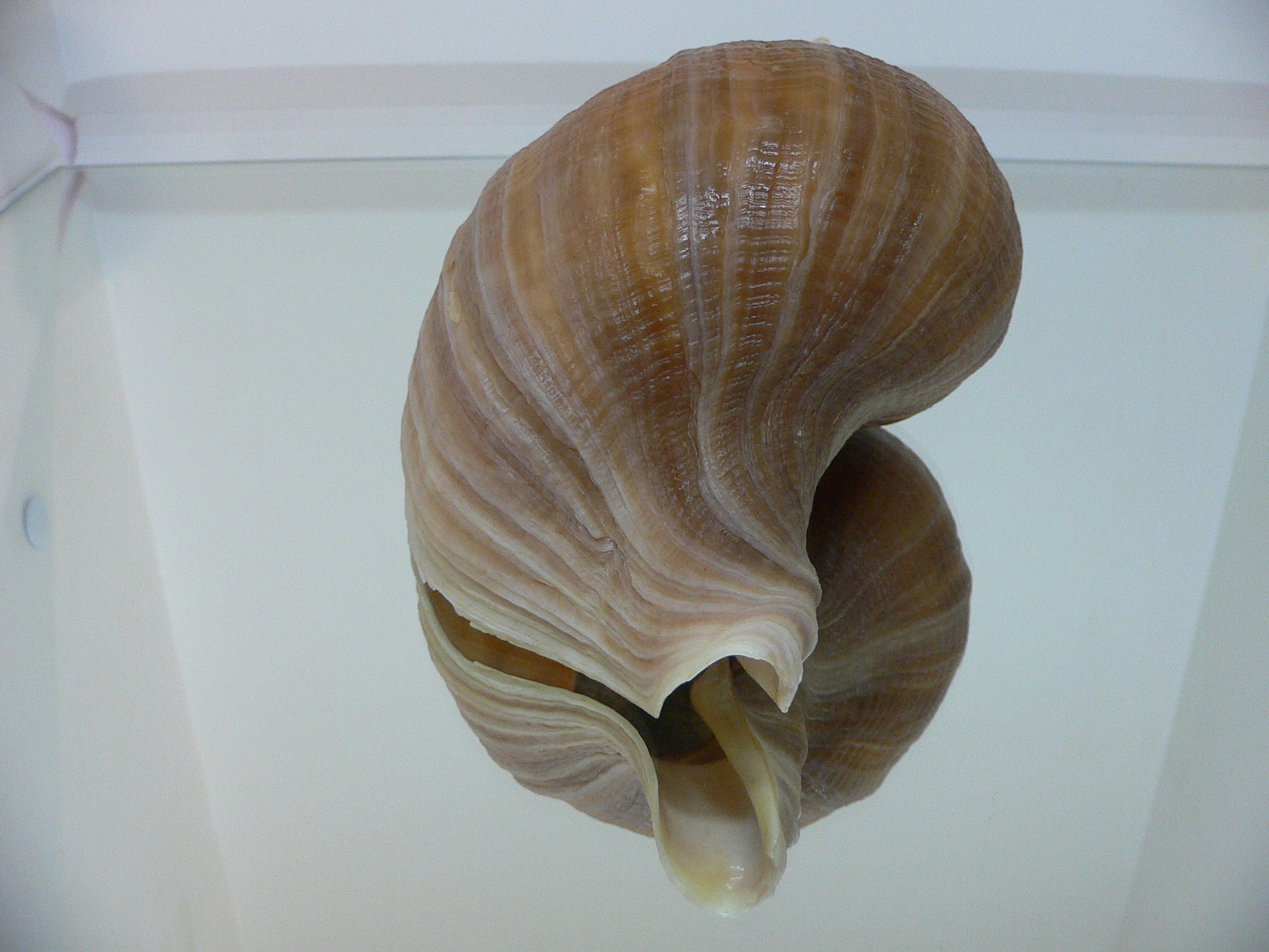 Neptunea eulimata VERY BIG