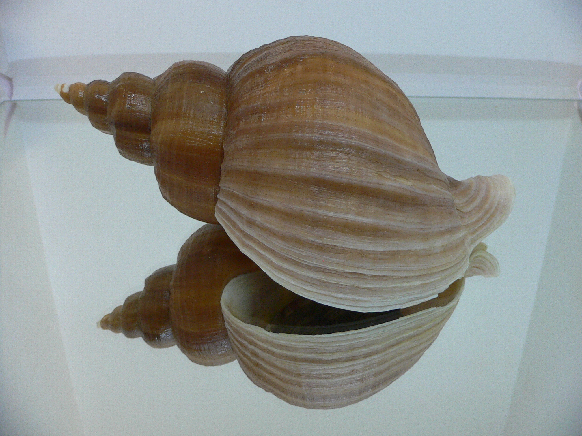 Neptunea eulimata VERY BIG