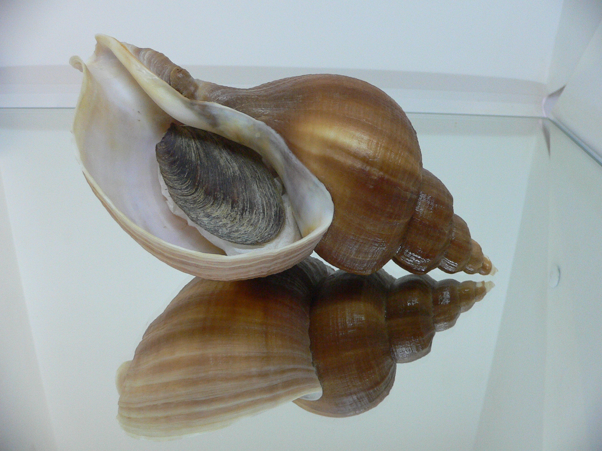 Neptunea eulimata VERY BIG