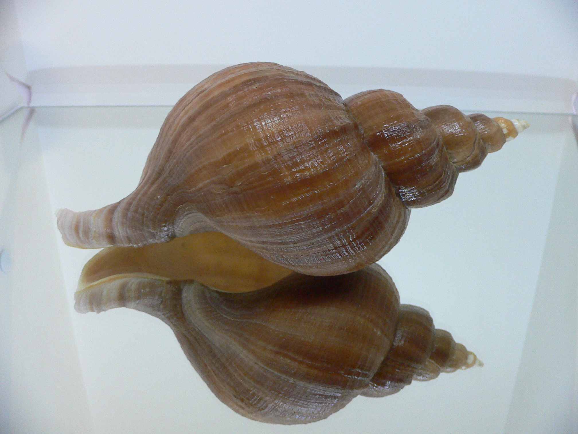 Neptunea eulimata VERY BIG
