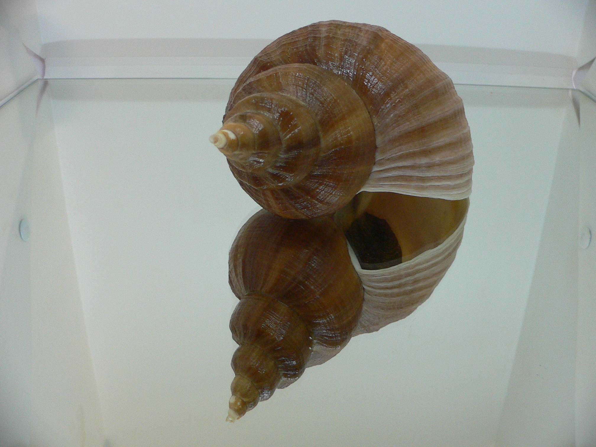 Neptunea eulimata VERY BIG