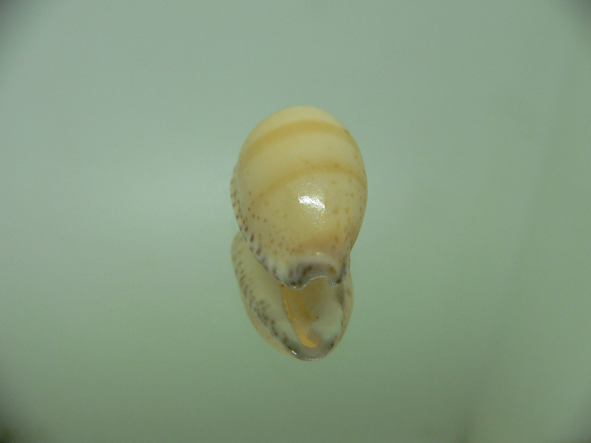 Cypraea comptonii (cf. dissecta???)