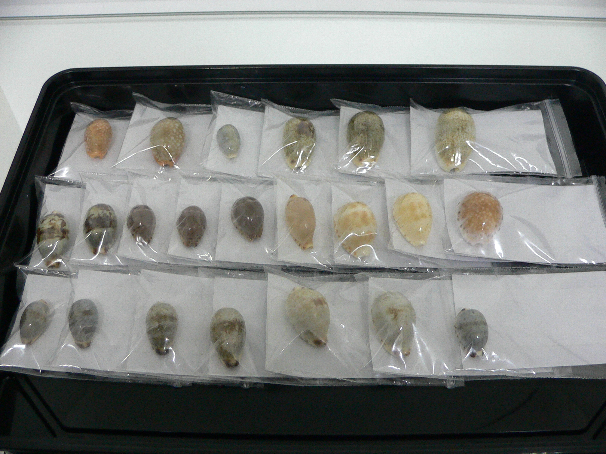 Cypraea comptonii (cf. dissecta???)