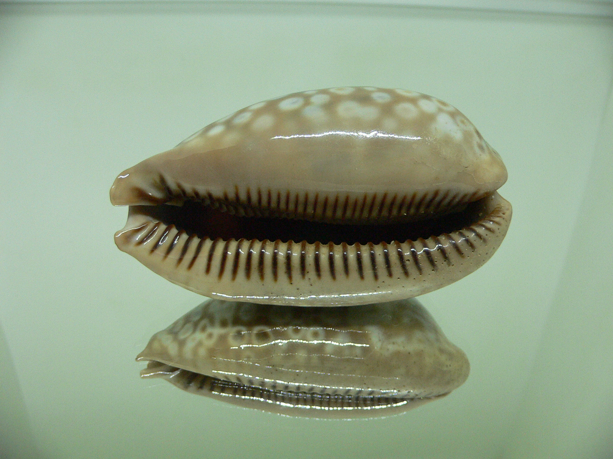 Cypraea zebra zebra (Fresh dead)