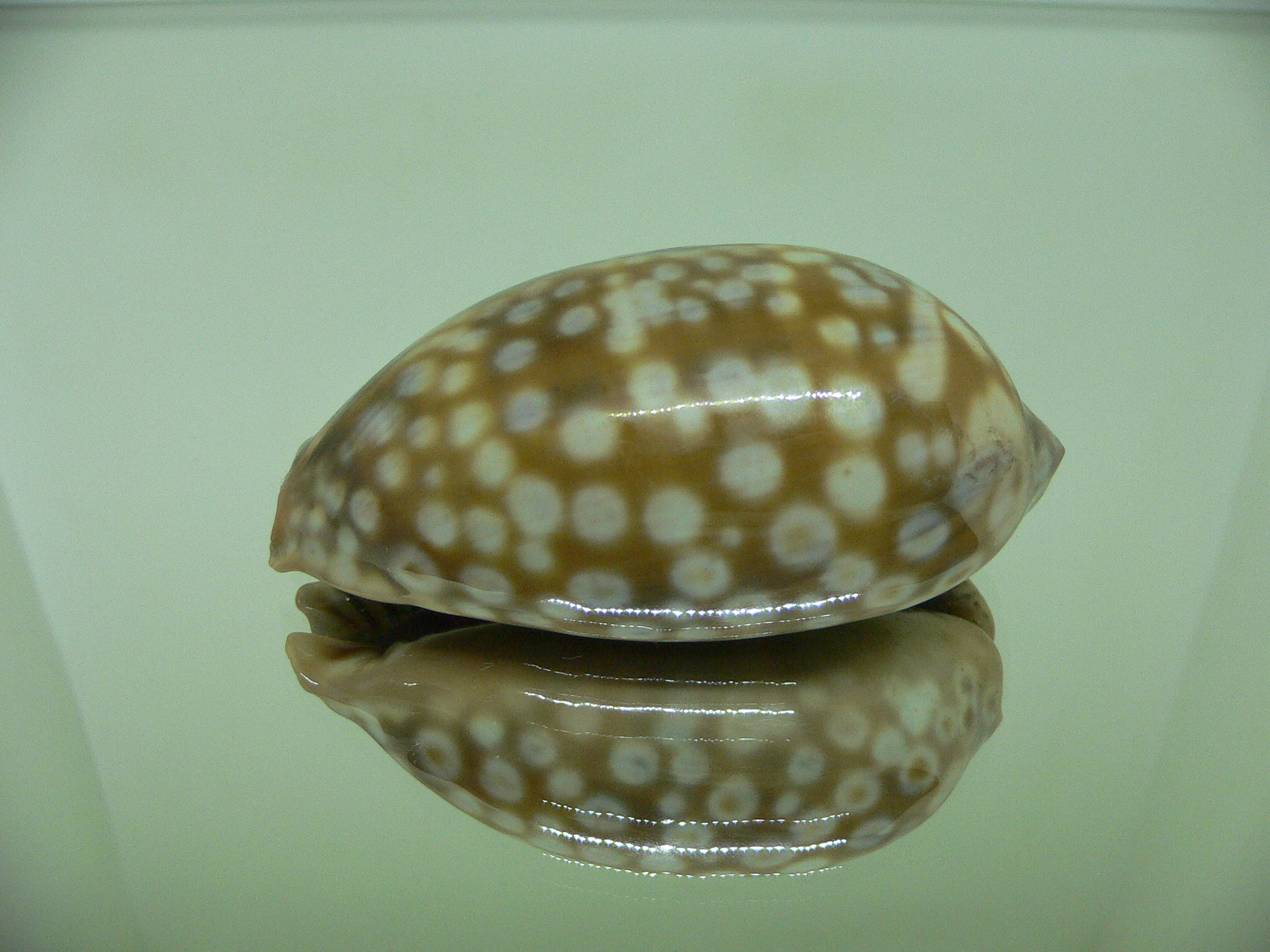 Cypraea zebra zebra (Fresh dead)