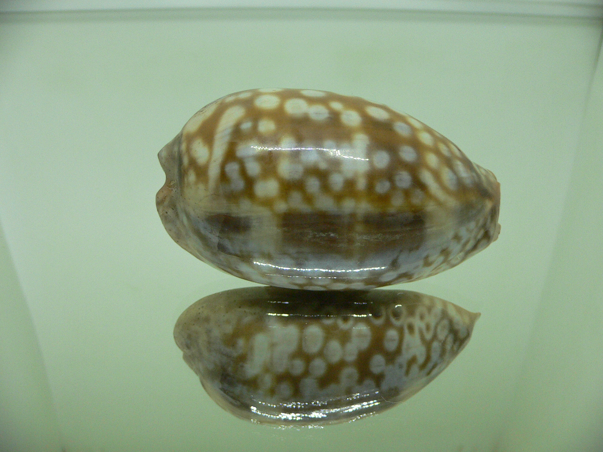 Cypraea zebra zebra (Fresh dead)