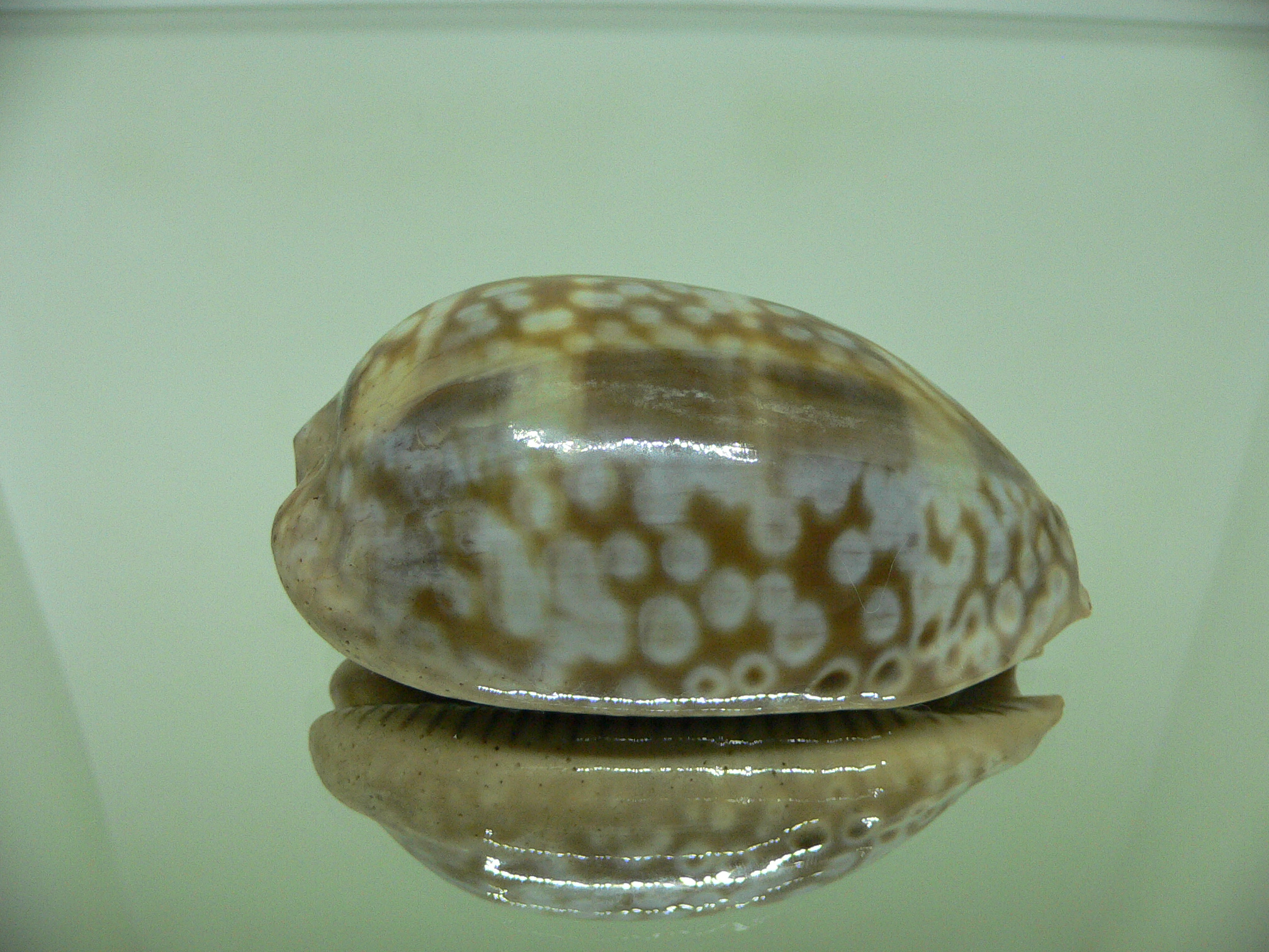 Cypraea zebra zebra (Fresh dead)