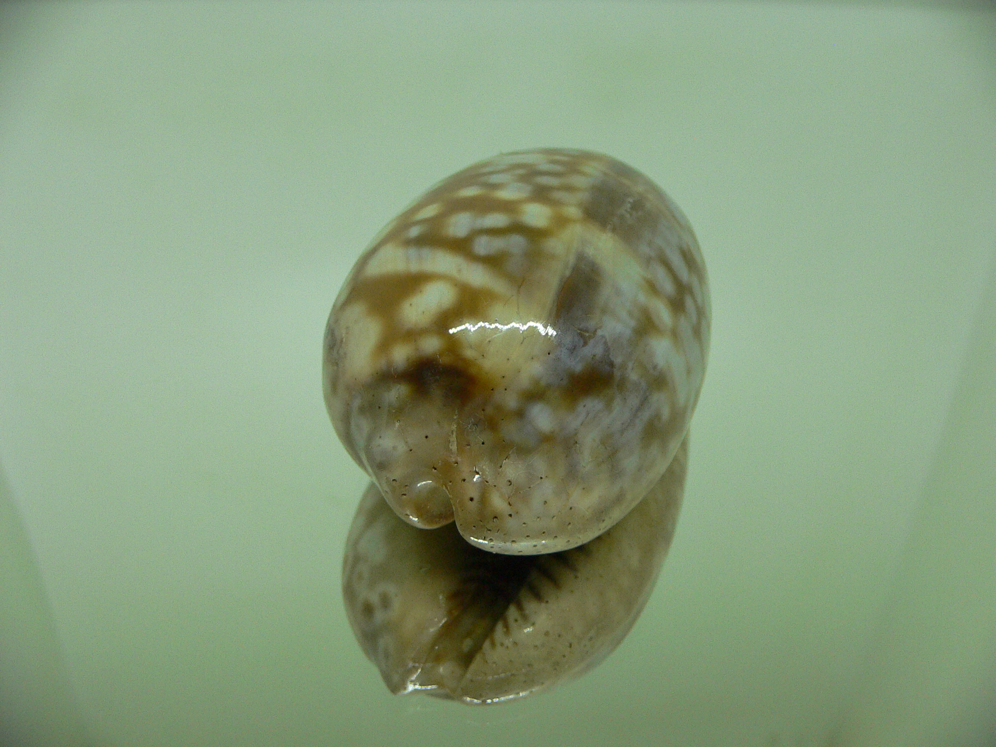 Cypraea zebra zebra (Fresh dead)