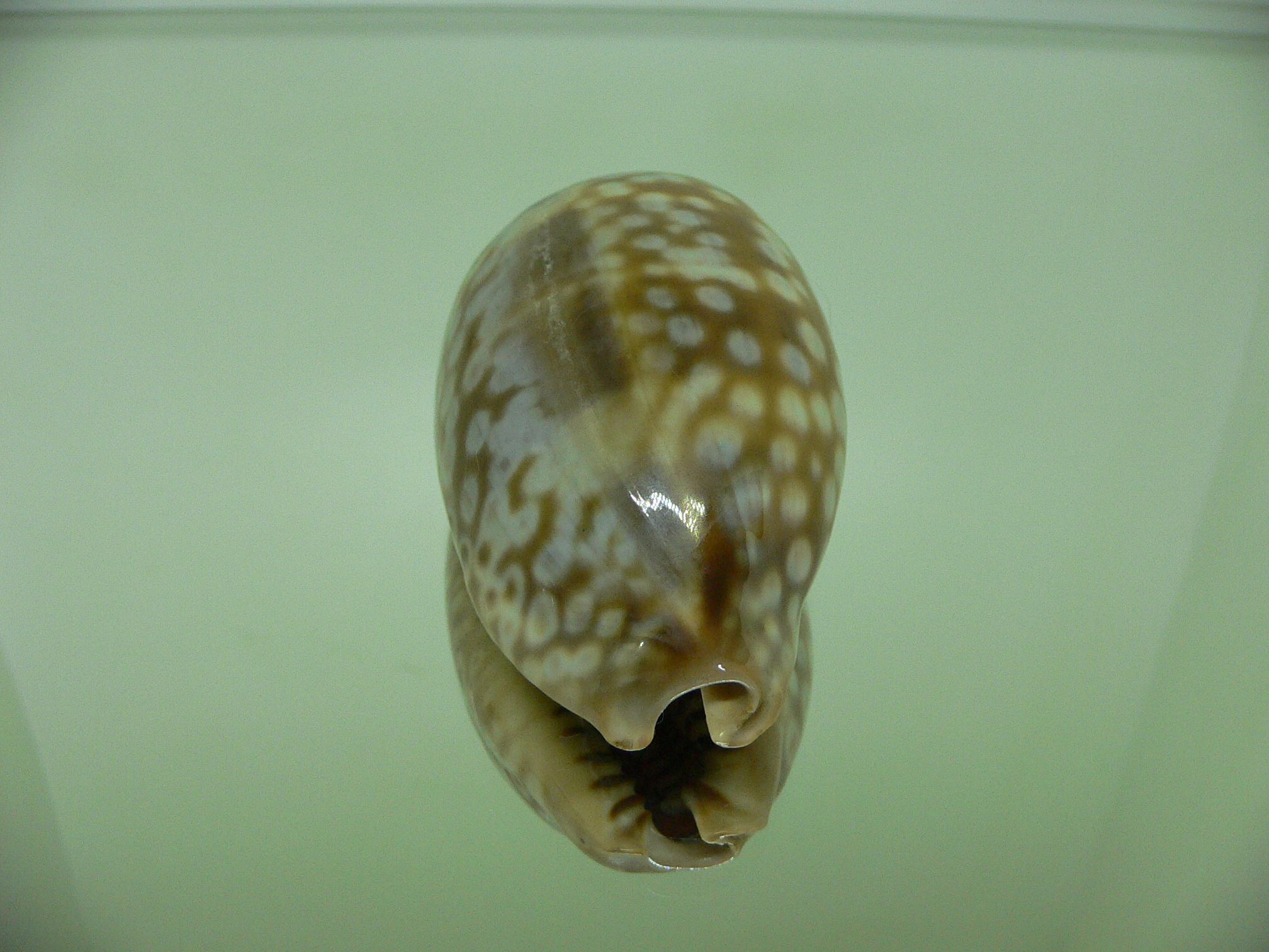 Cypraea zebra zebra (Fresh dead)