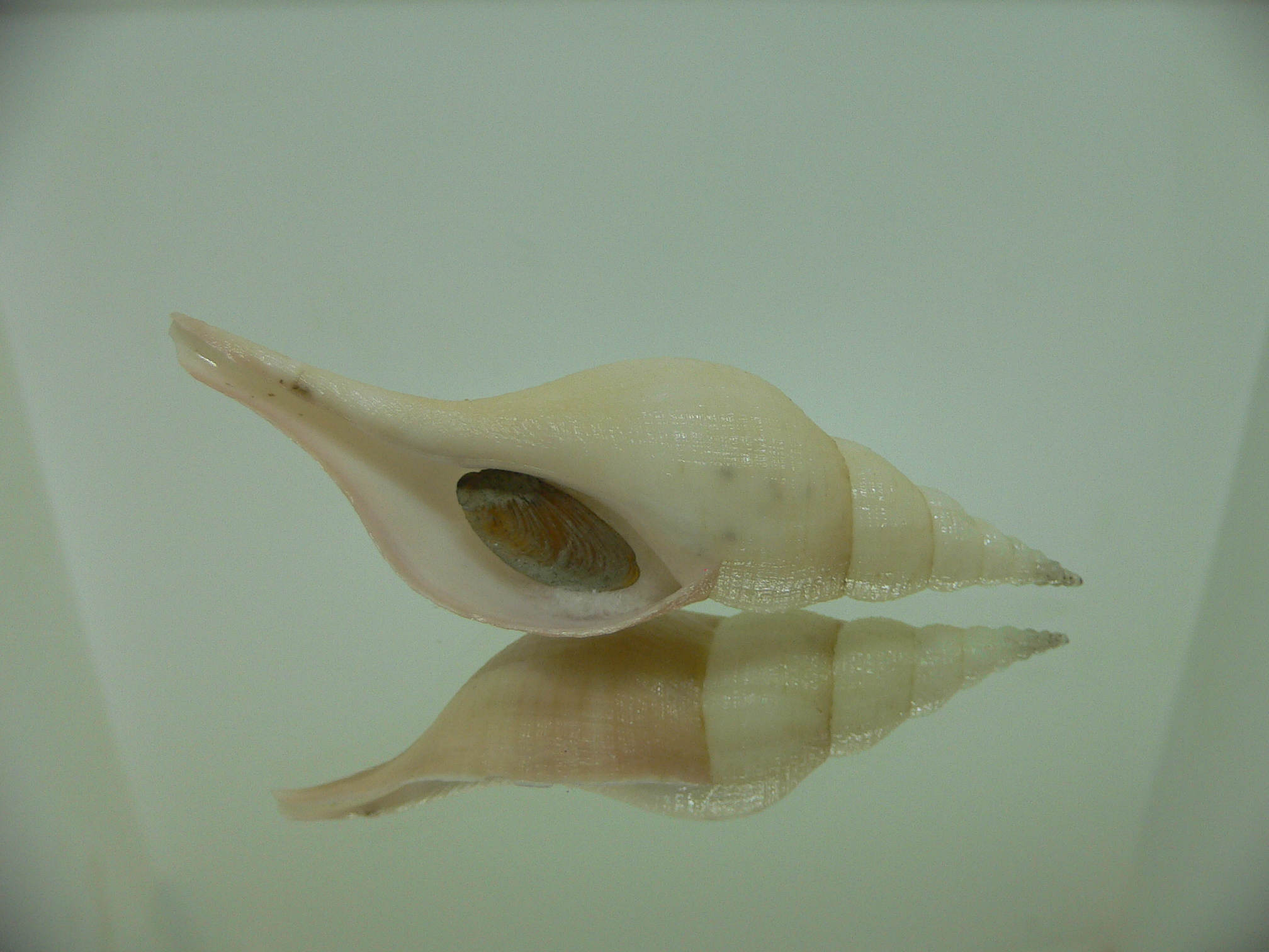 Chryseofusus hyphalus PINK
