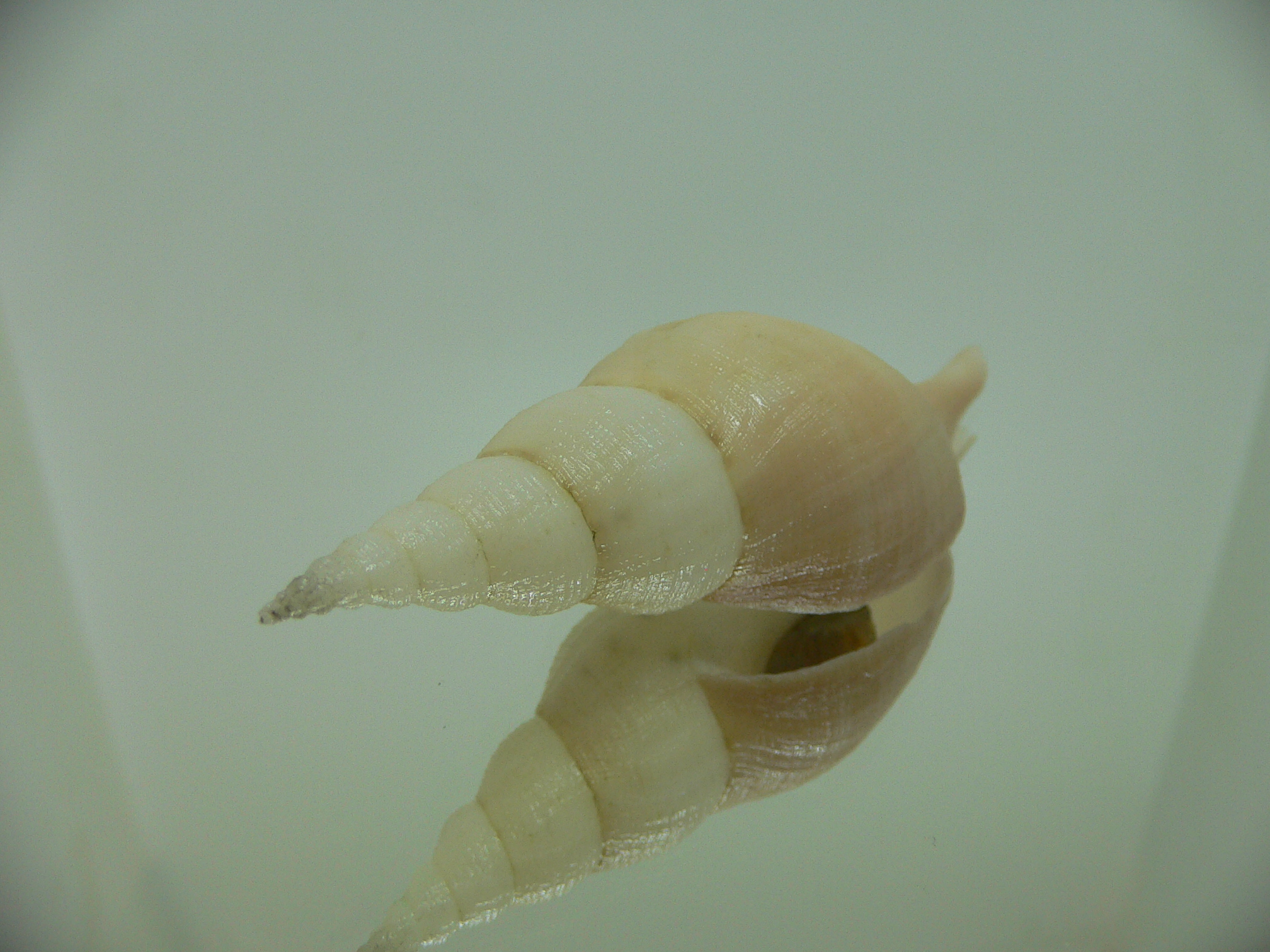 Chryseofusus hyphalus PINK