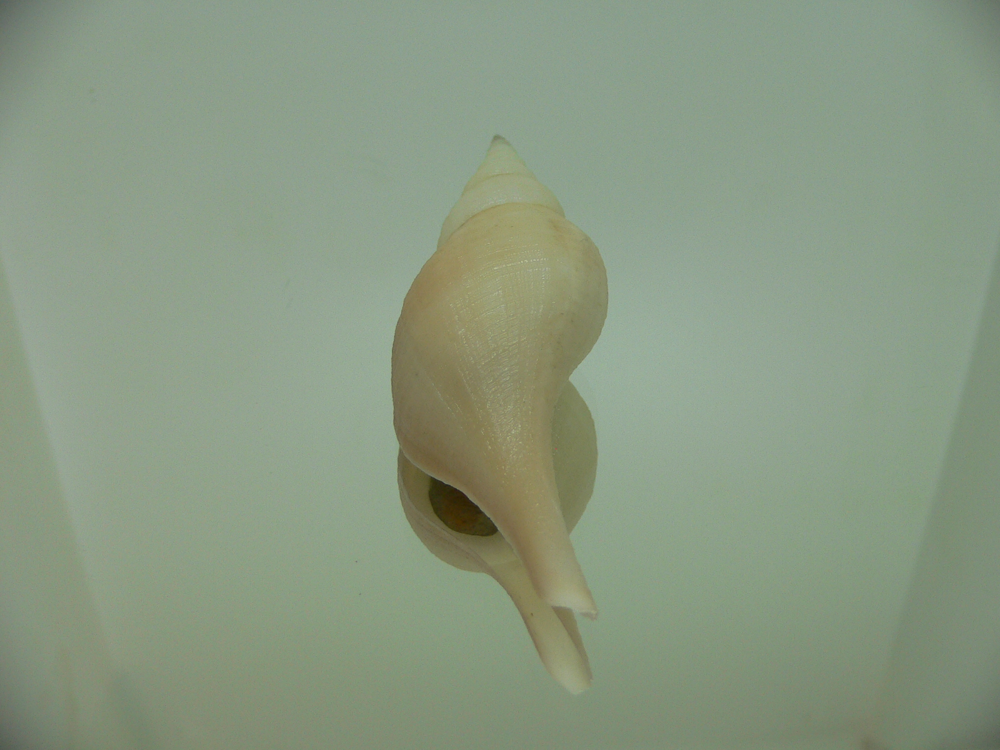 Chryseofusus hyphalus PINK