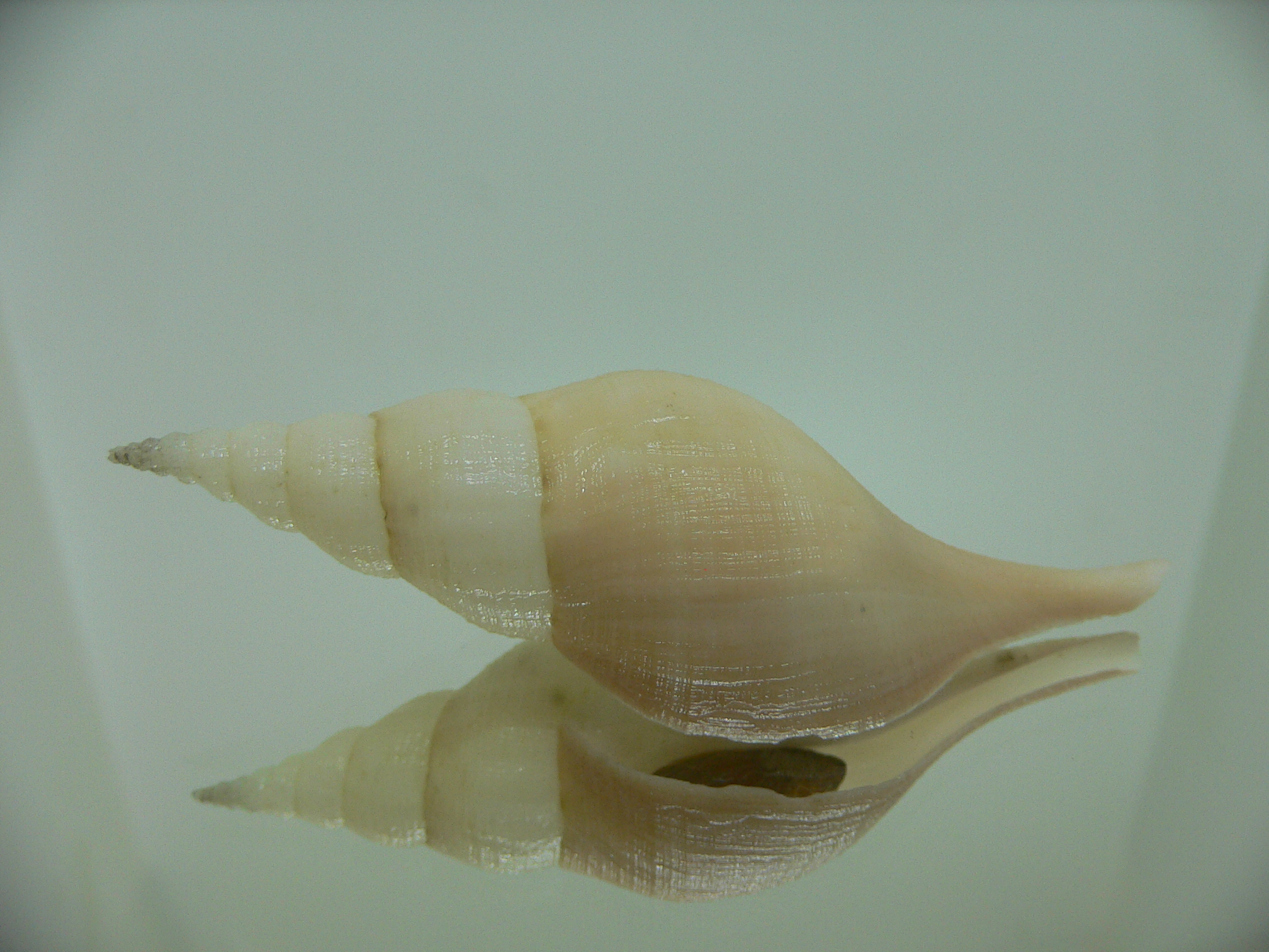 Chryseofusus hyphalus PINK