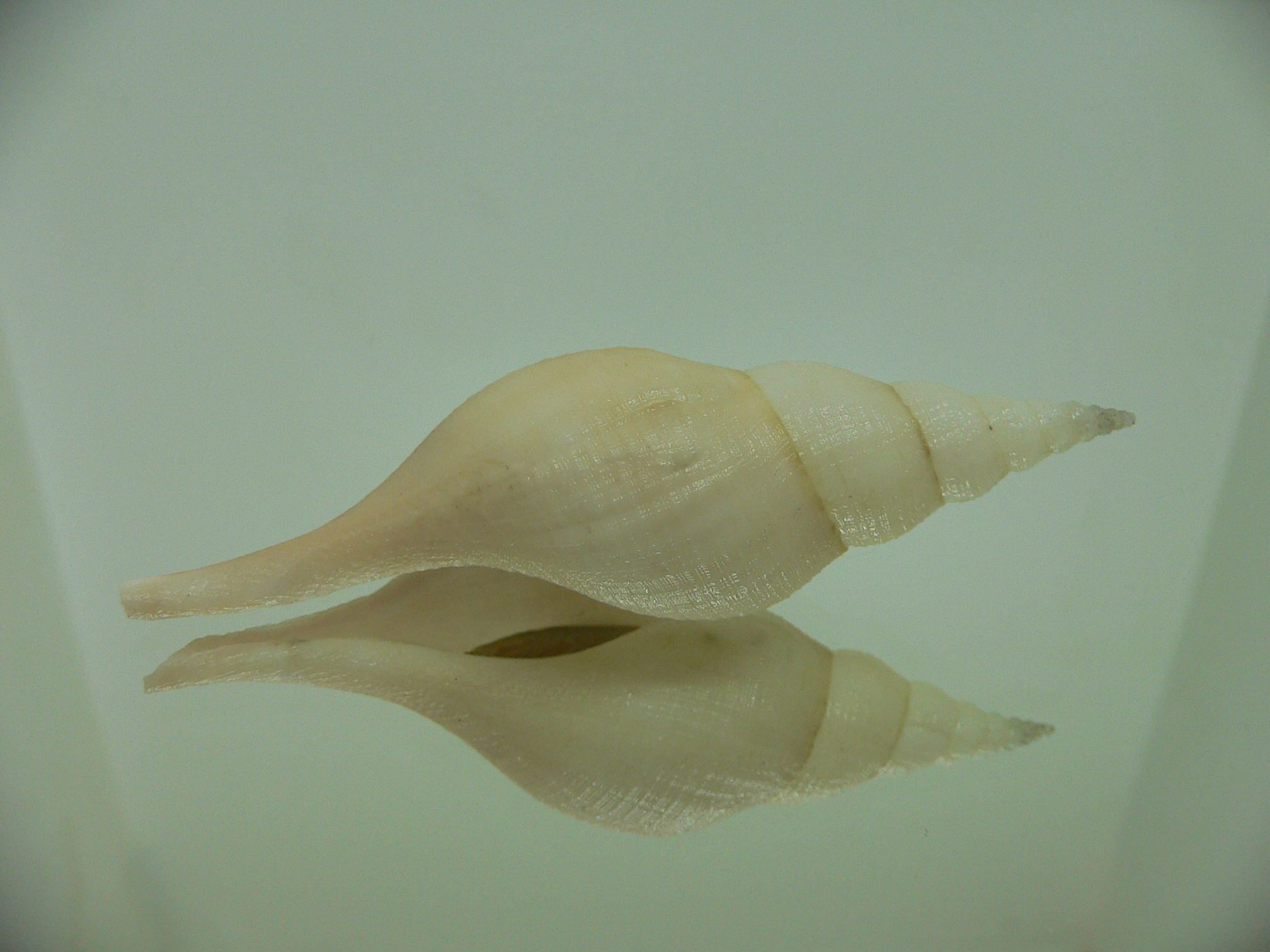 Chryseofusus hyphalus PINK