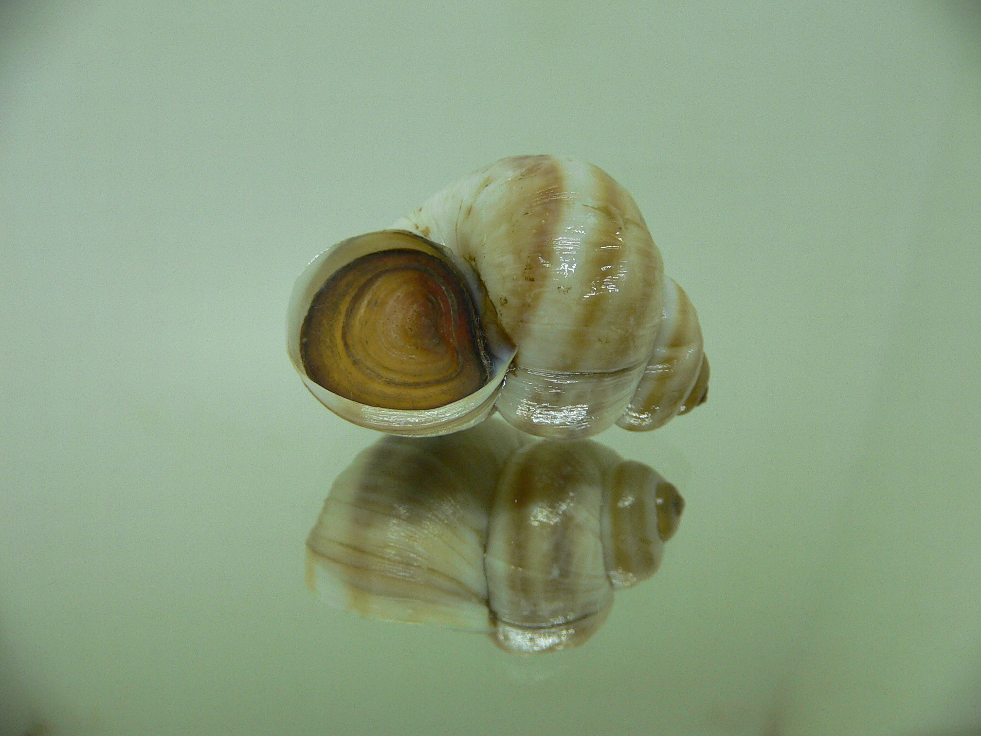 Viviparus contectus ALBINO & STRIPES