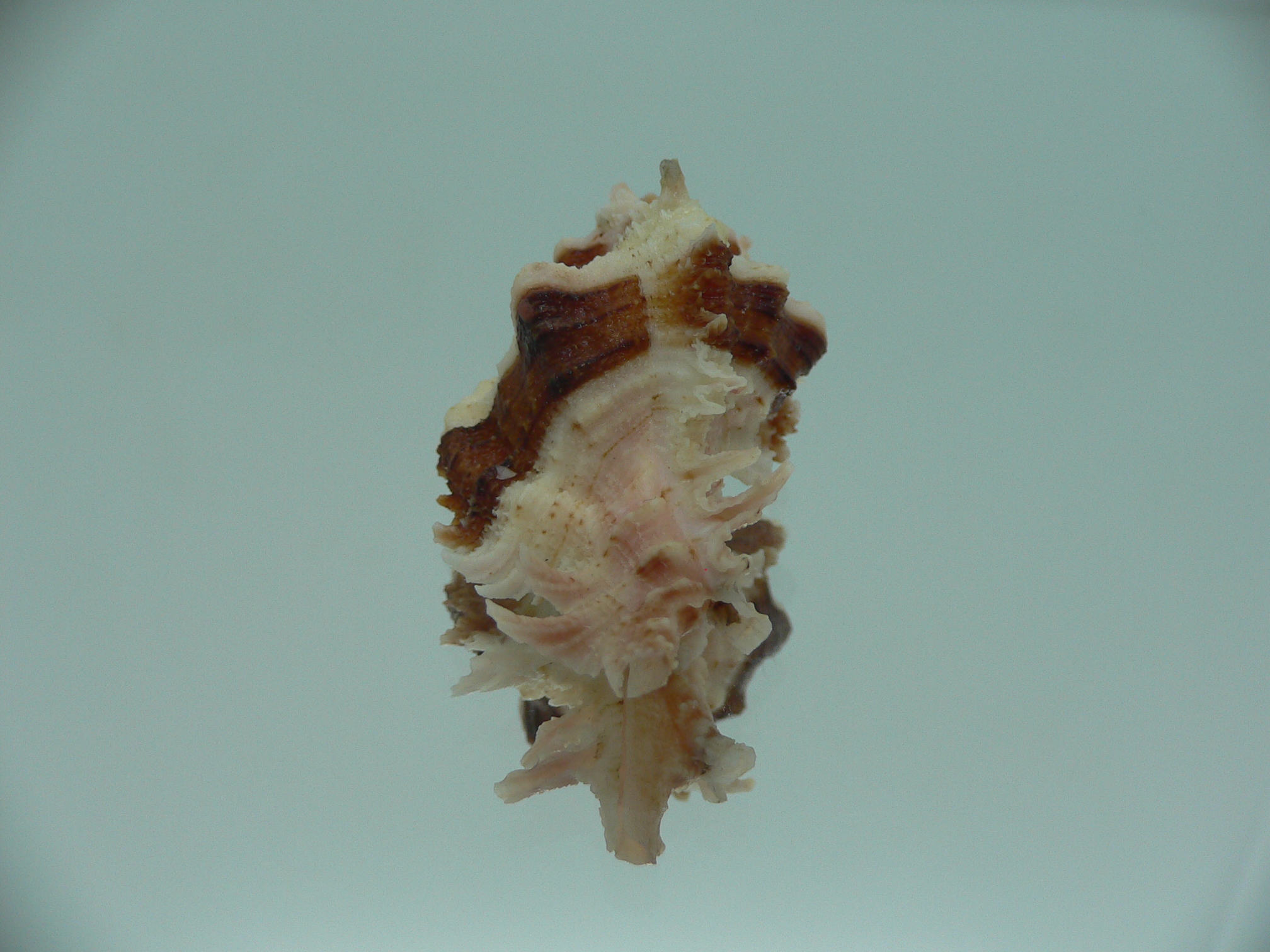 Chicomurex gloriosus BEAUTIFUL