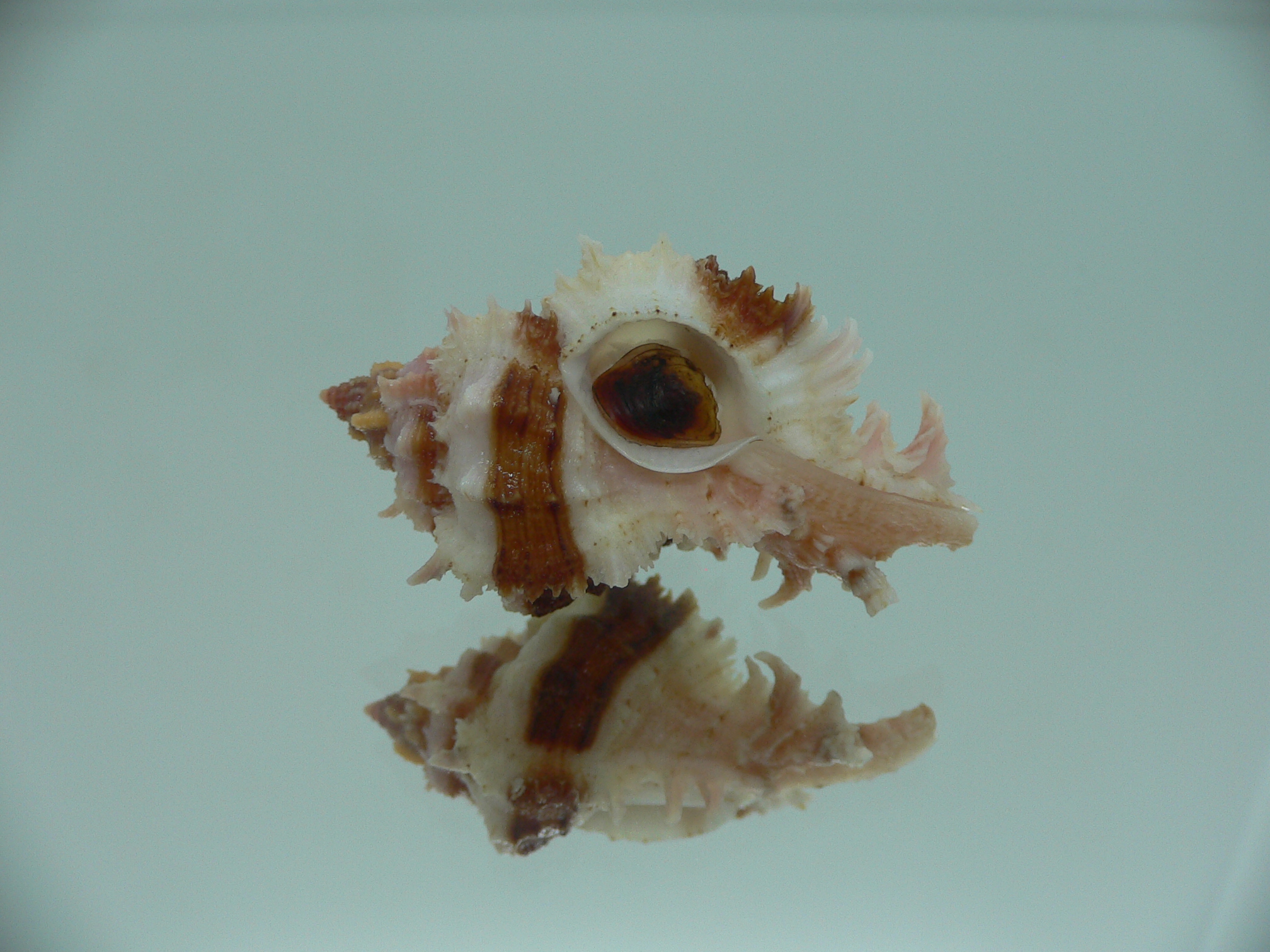 Chicomurex gloriosus BEAUTIFUL
