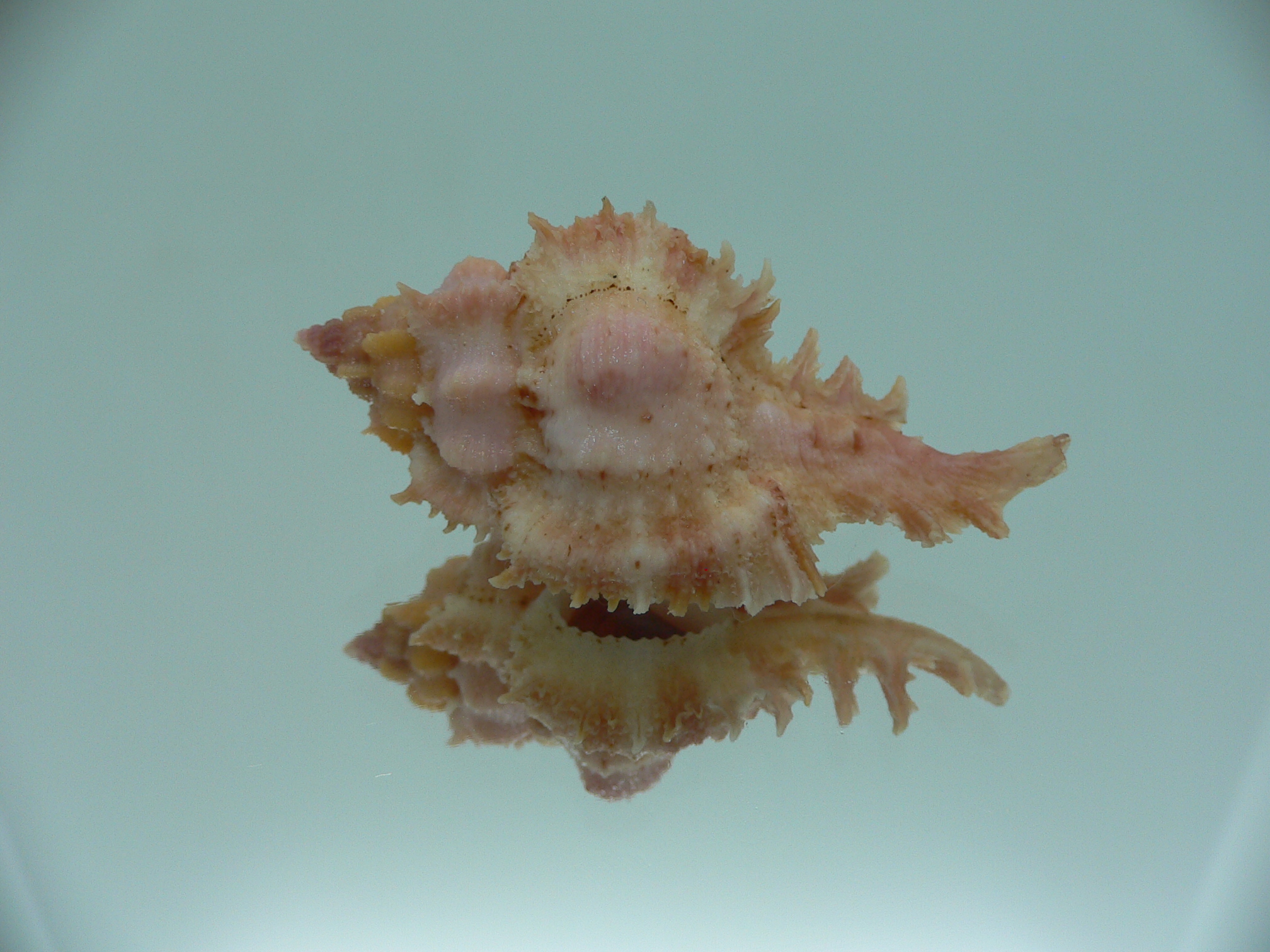 Chicomurex gloriosus BEAUTIFUL