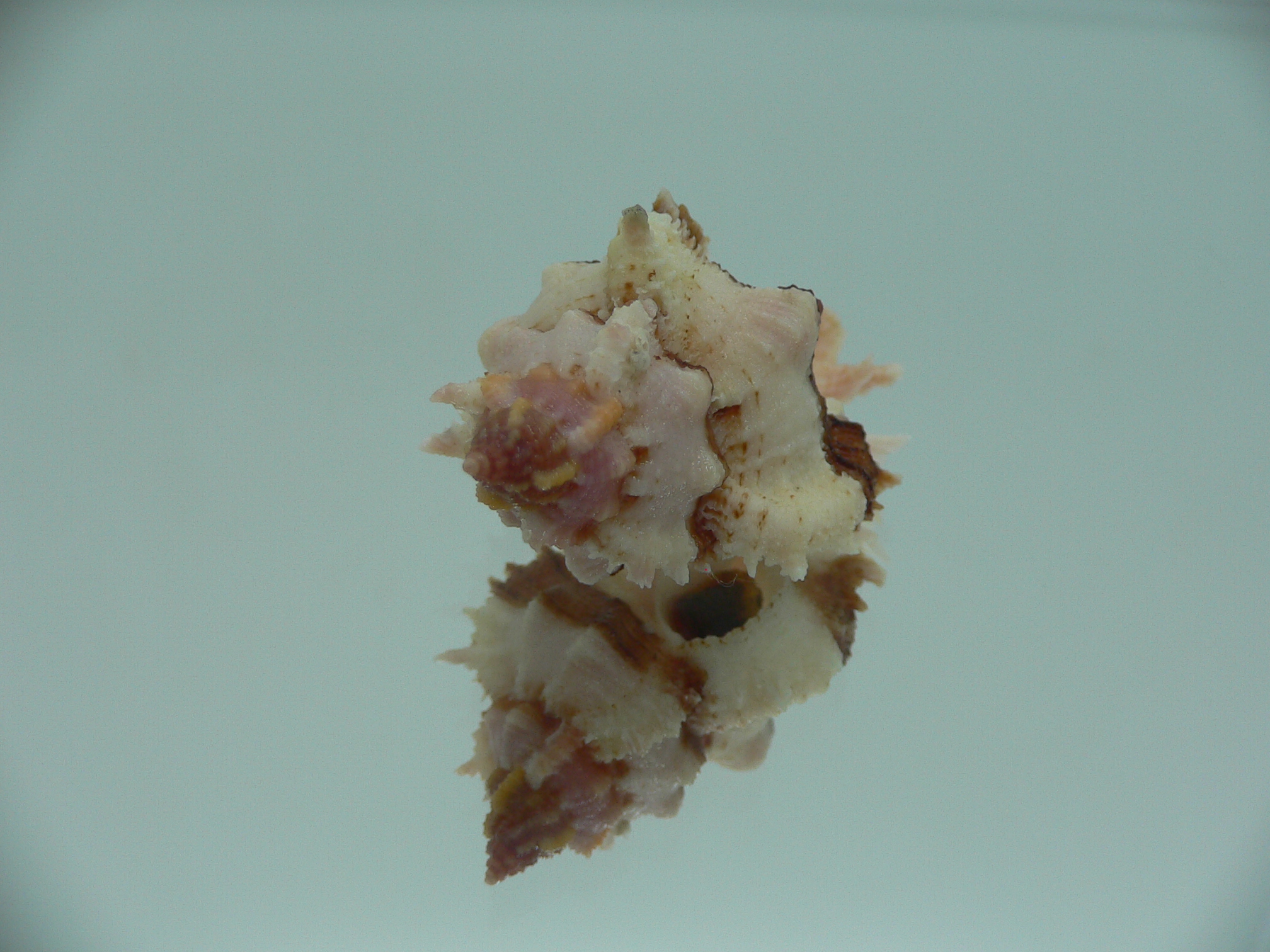 Chicomurex gloriosus BEAUTIFUL