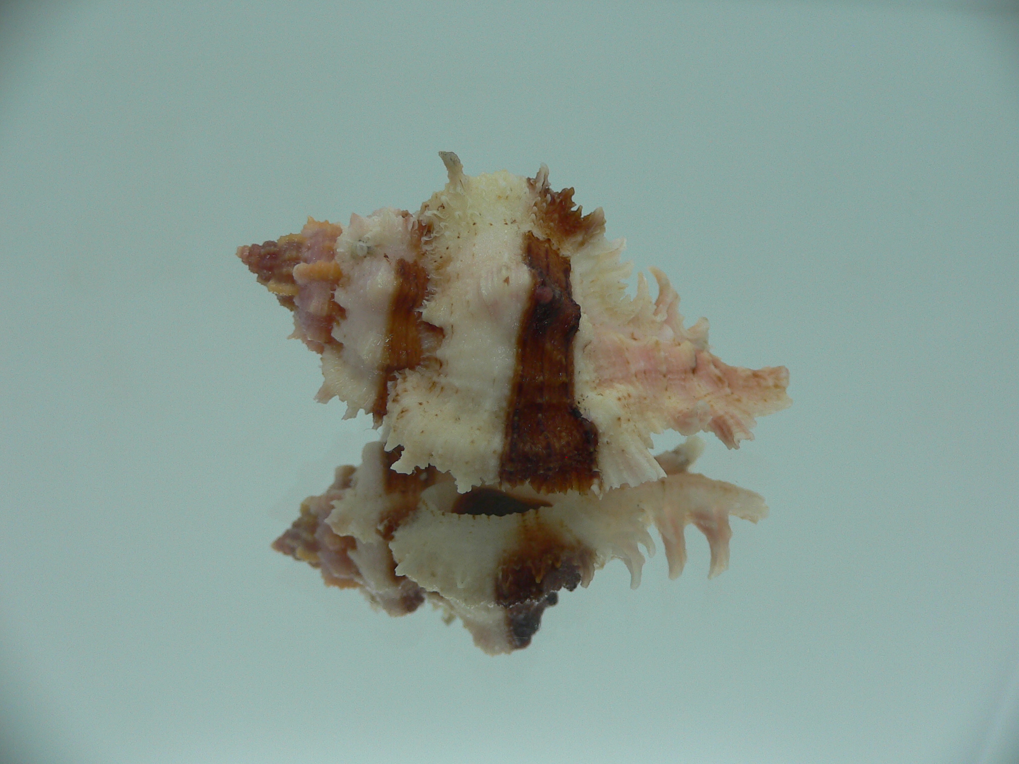 Chicomurex gloriosus BEAUTIFUL