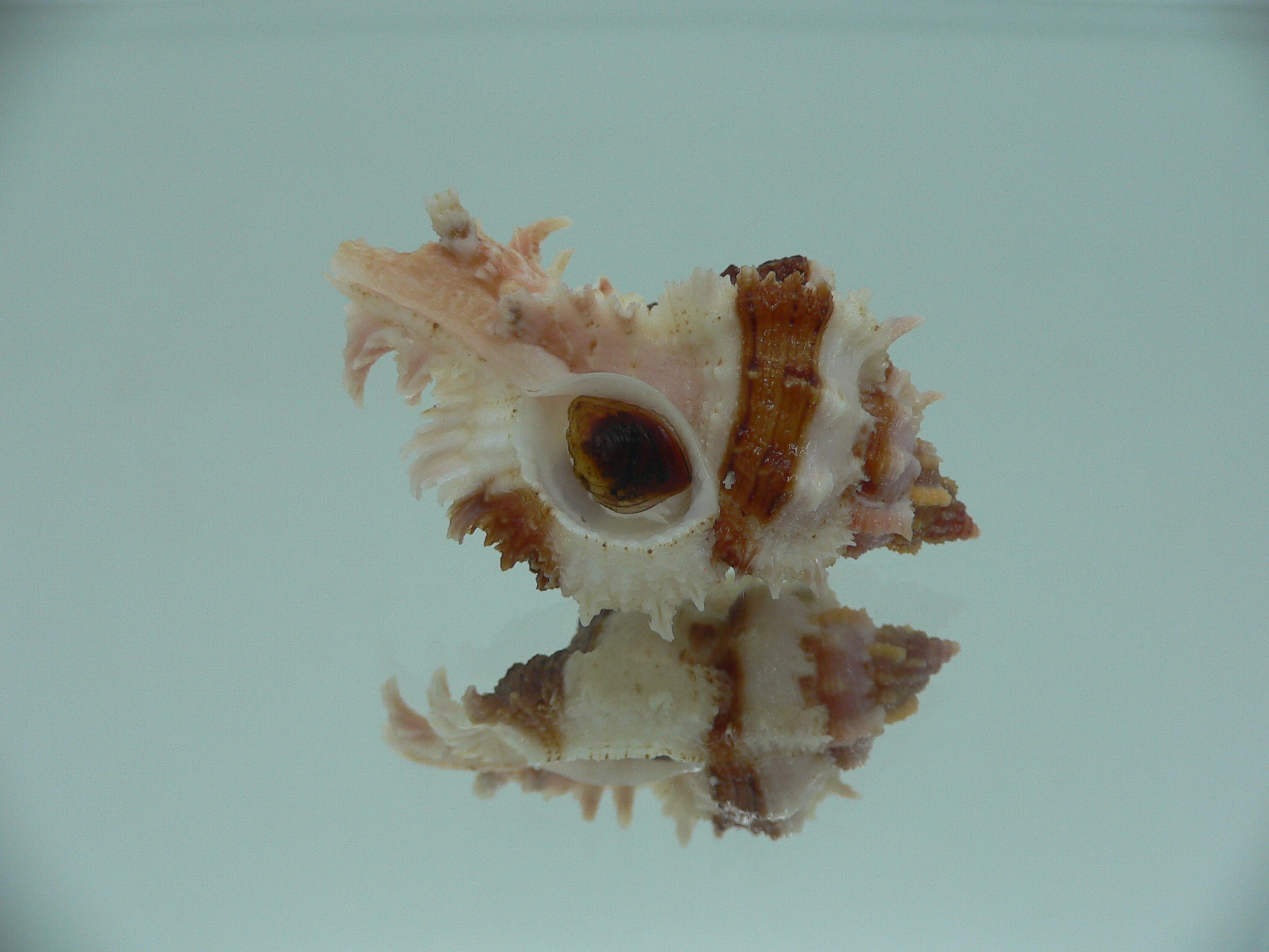 Chicomurex gloriosus BEAUTIFUL