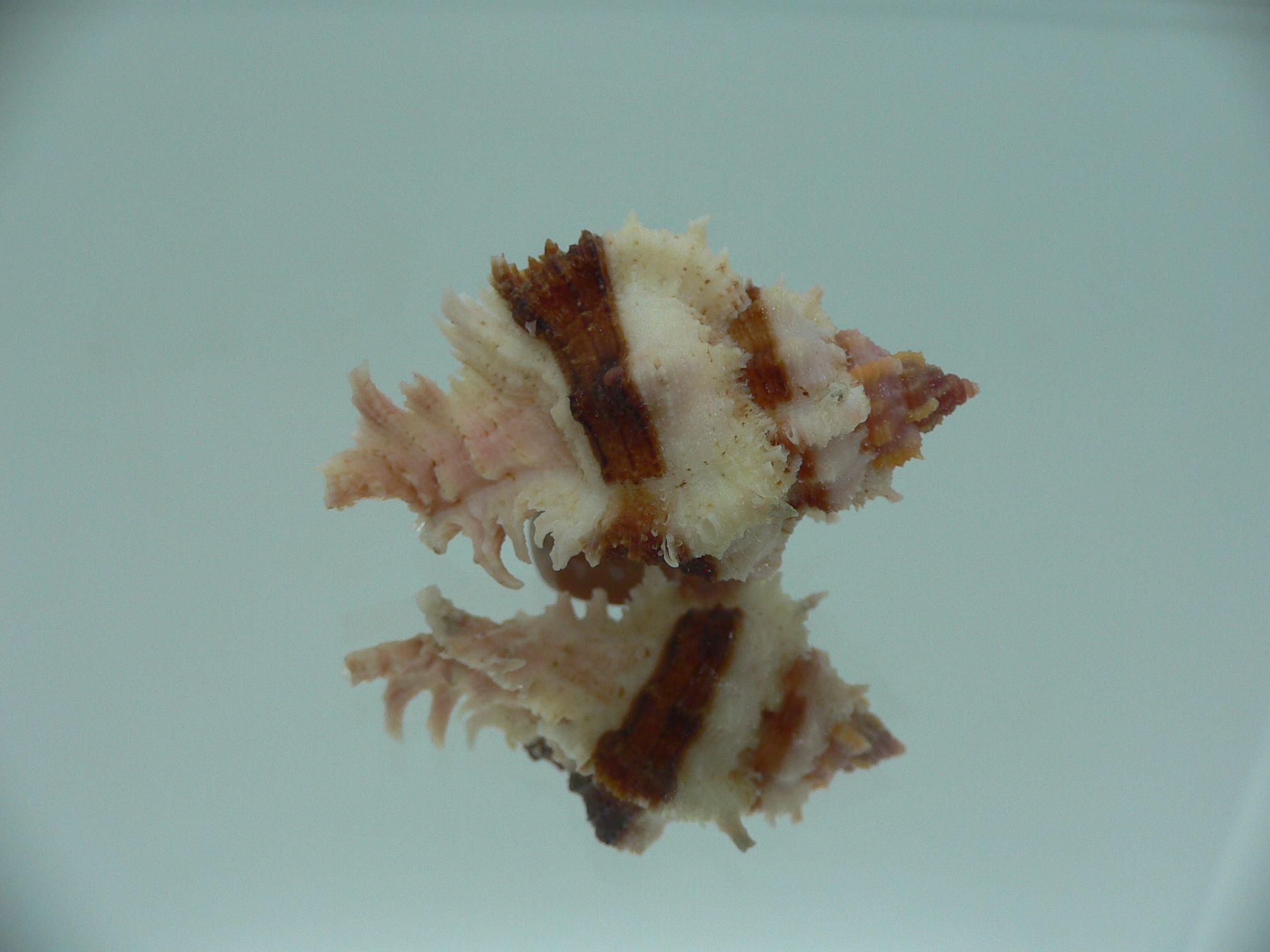 Chicomurex gloriosus BEAUTIFUL