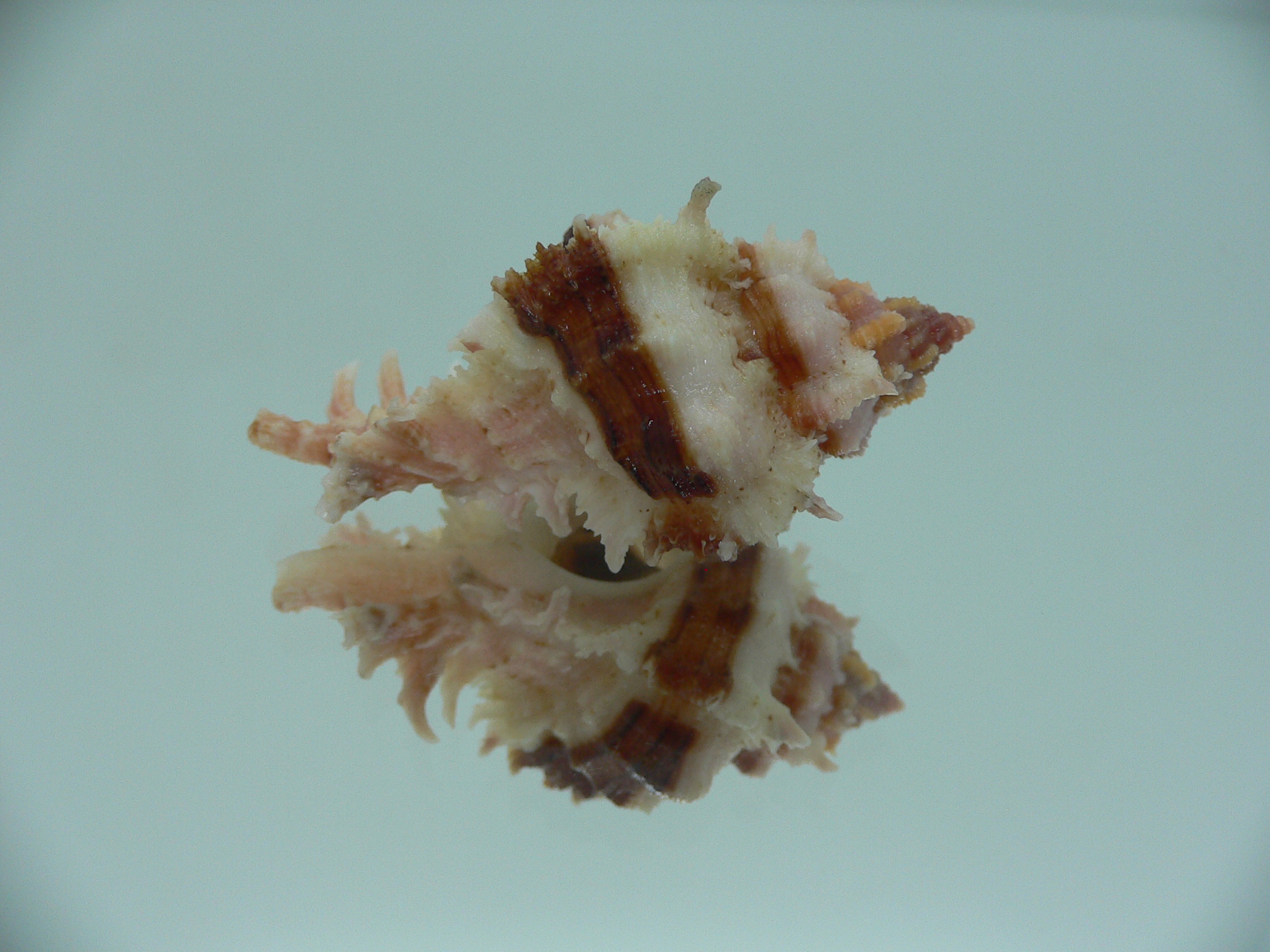 Chicomurex gloriosus BEAUTIFUL