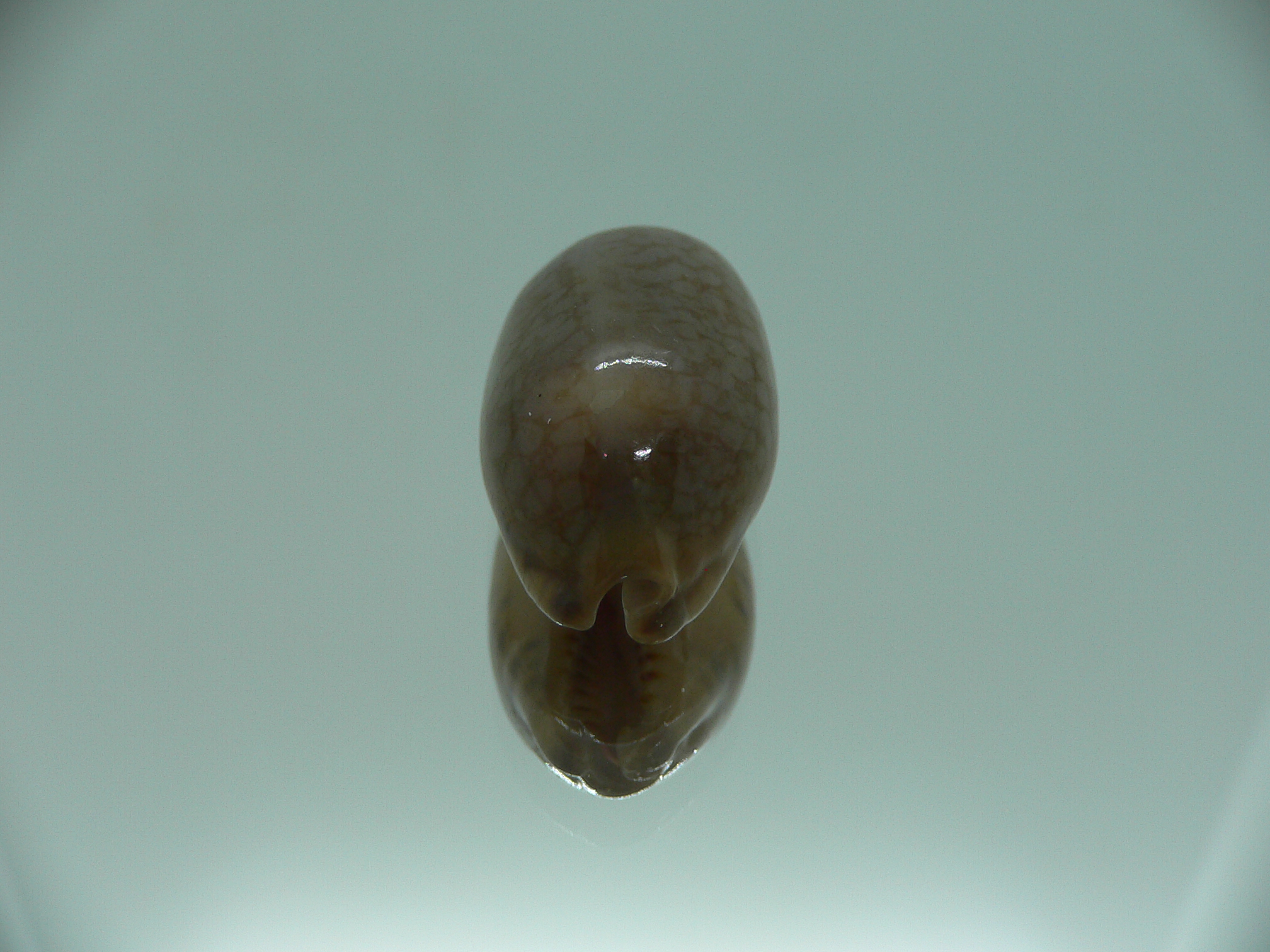 Cypraea scurra scurra SUPER & ELONGATE