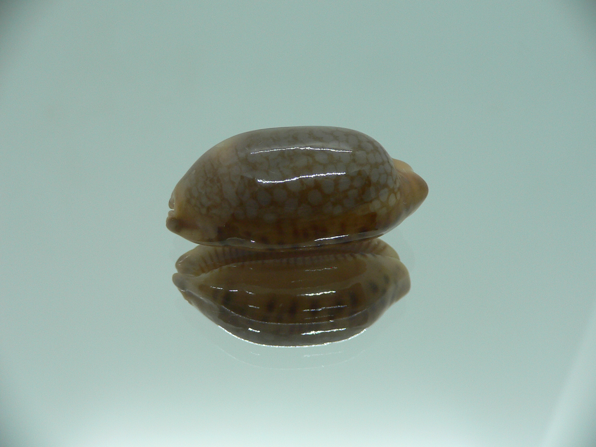 Cypraea scurra scurra SUPER & ELONGATE
