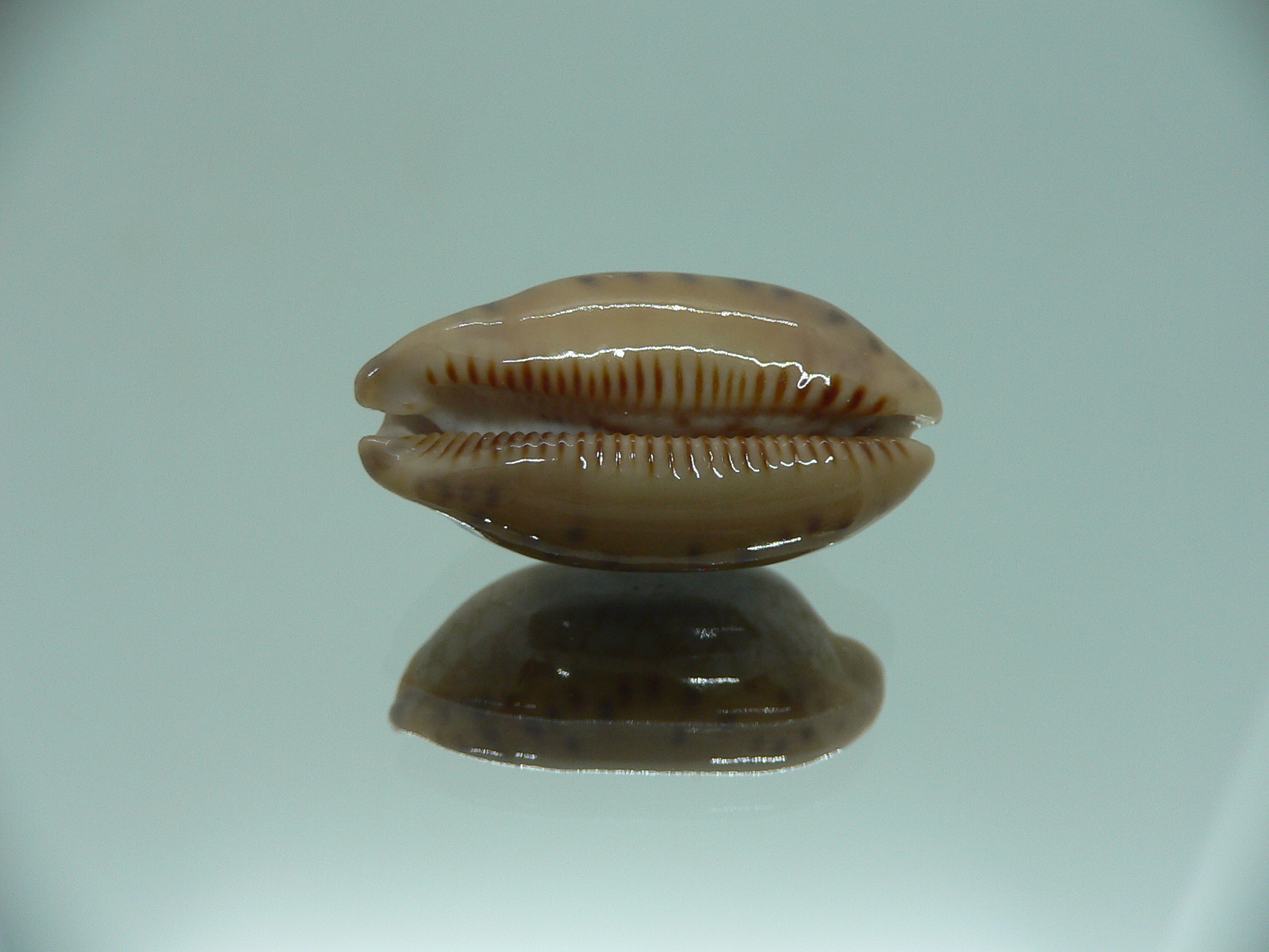 Cypraea scurra scurra SUPER & ELONGATE