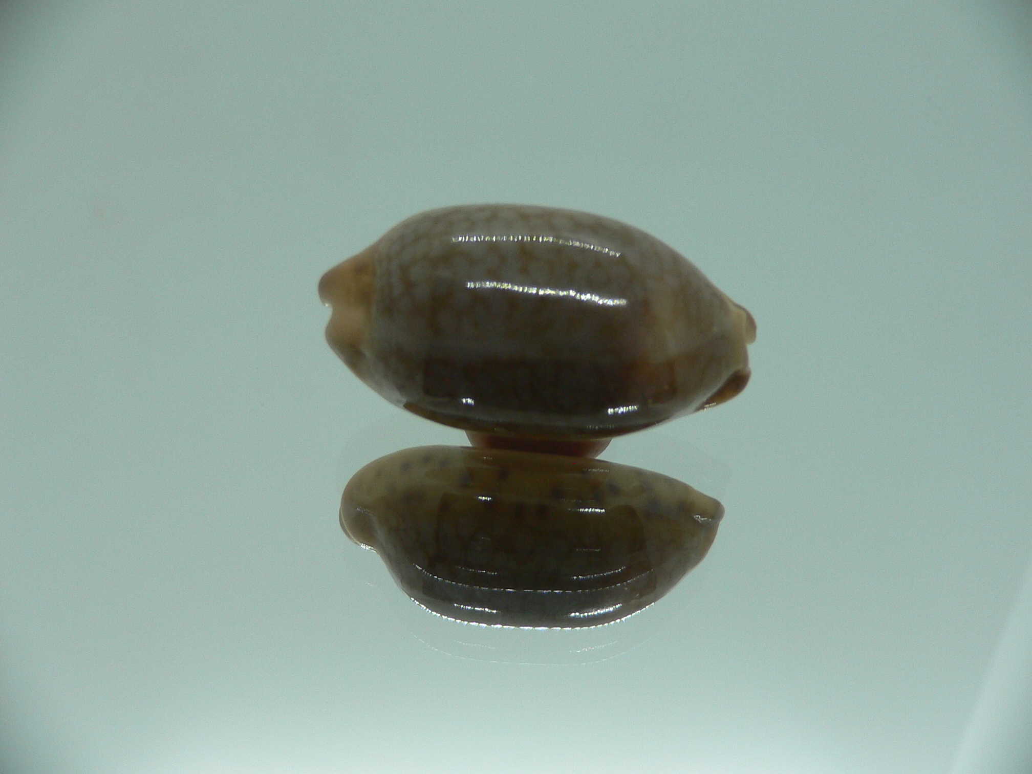 Cypraea scurra scurra SUPER & ELONGATE