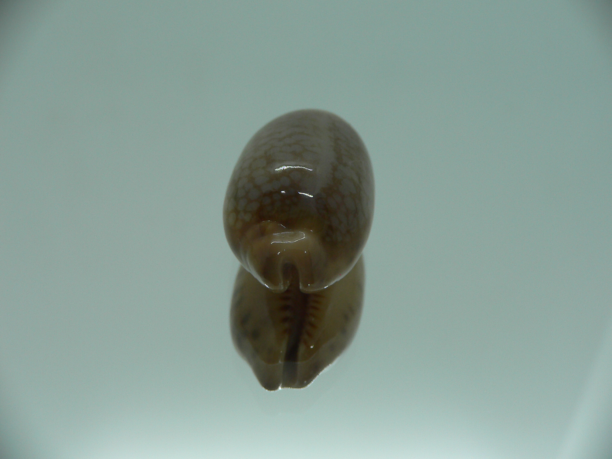 Cypraea scurra scurra SUPER & ELONGATE