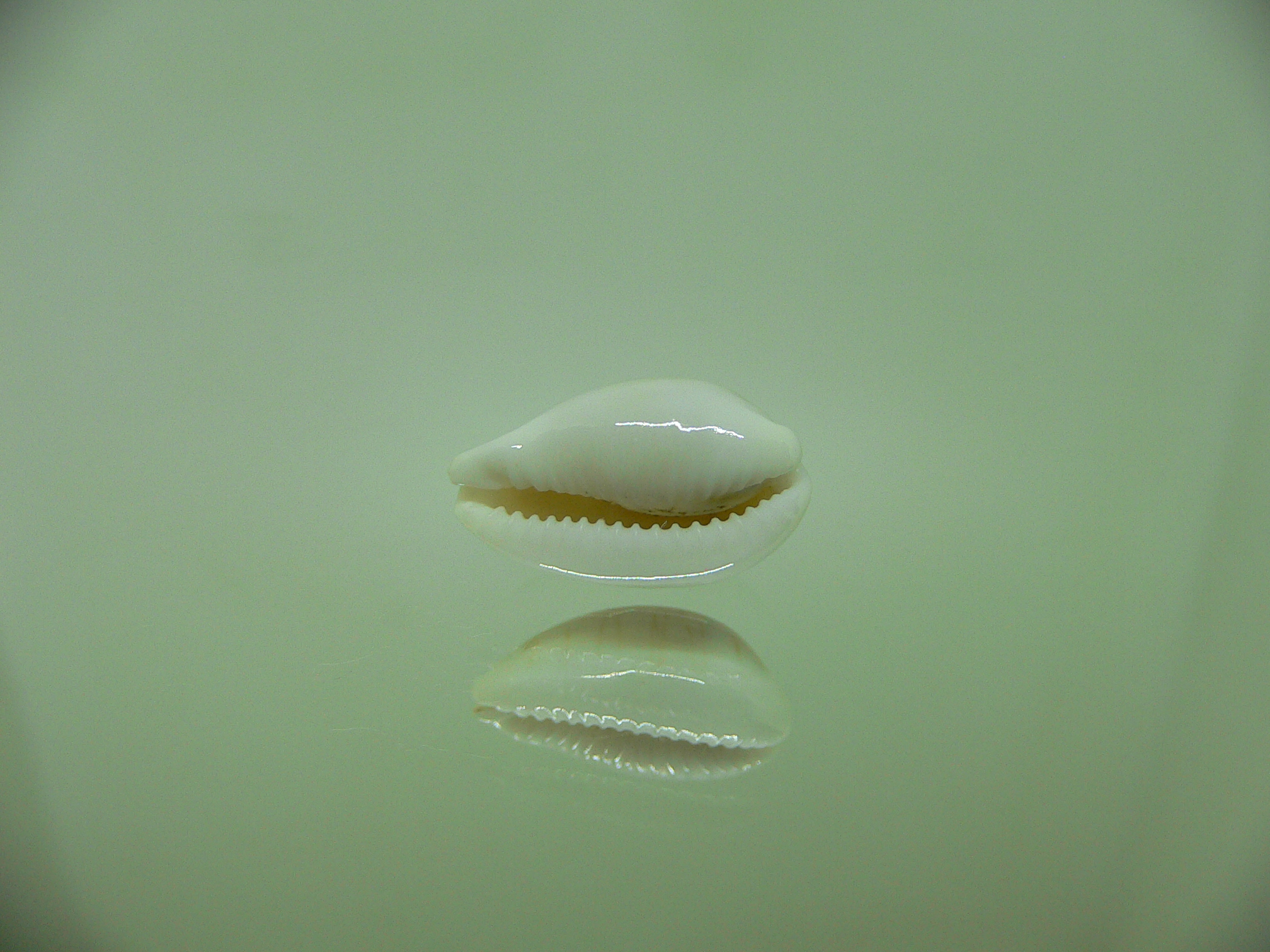 Cypraea clandestina