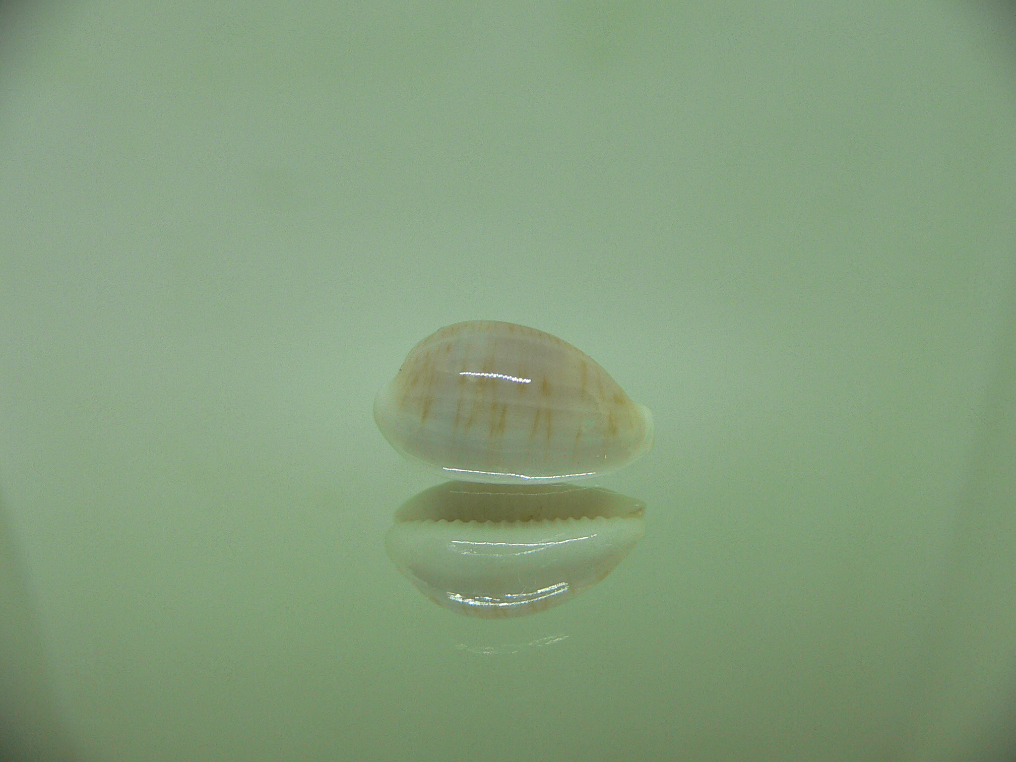 Cypraea clandestina