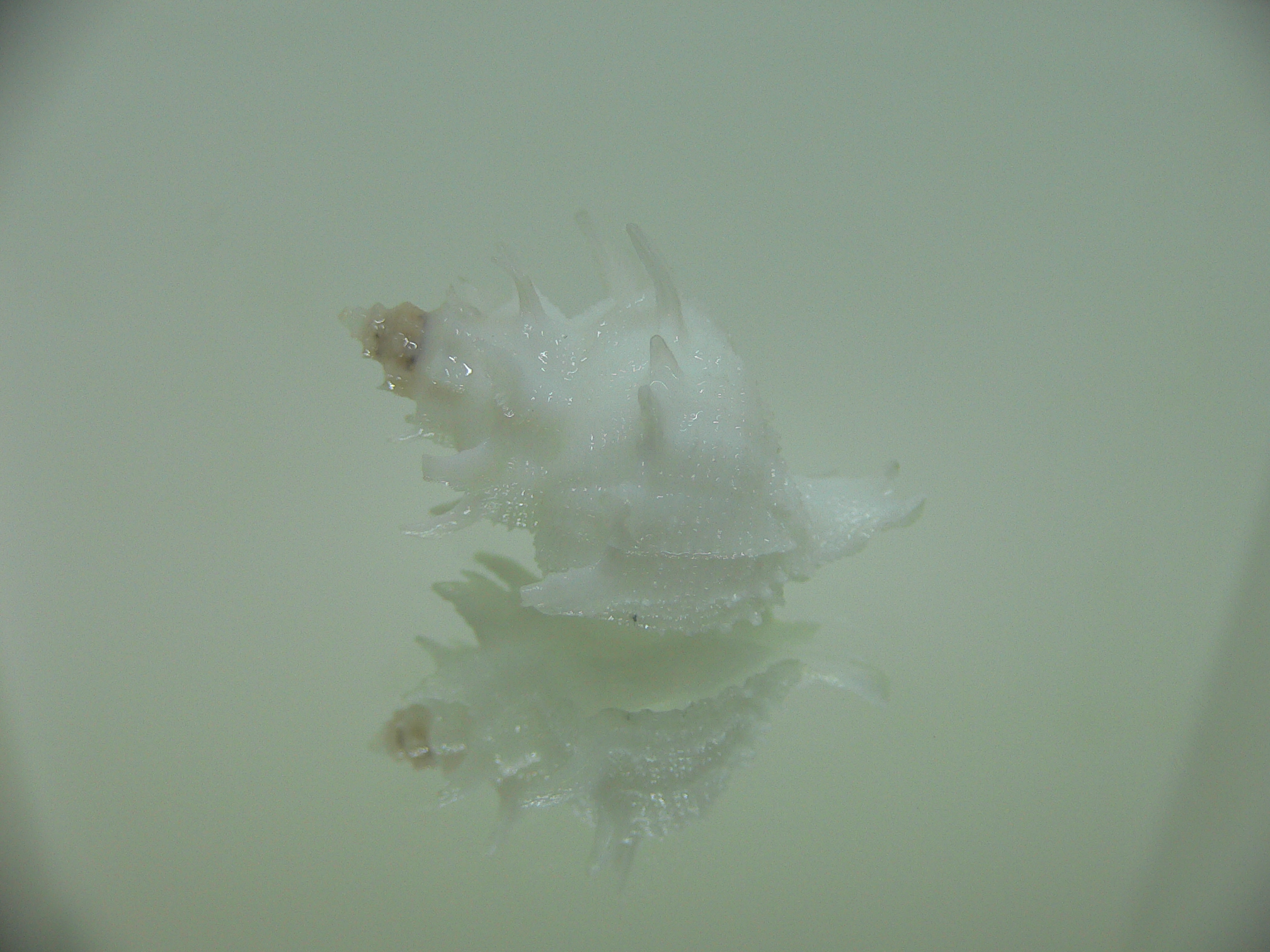 Babelomurex armatus SUPER