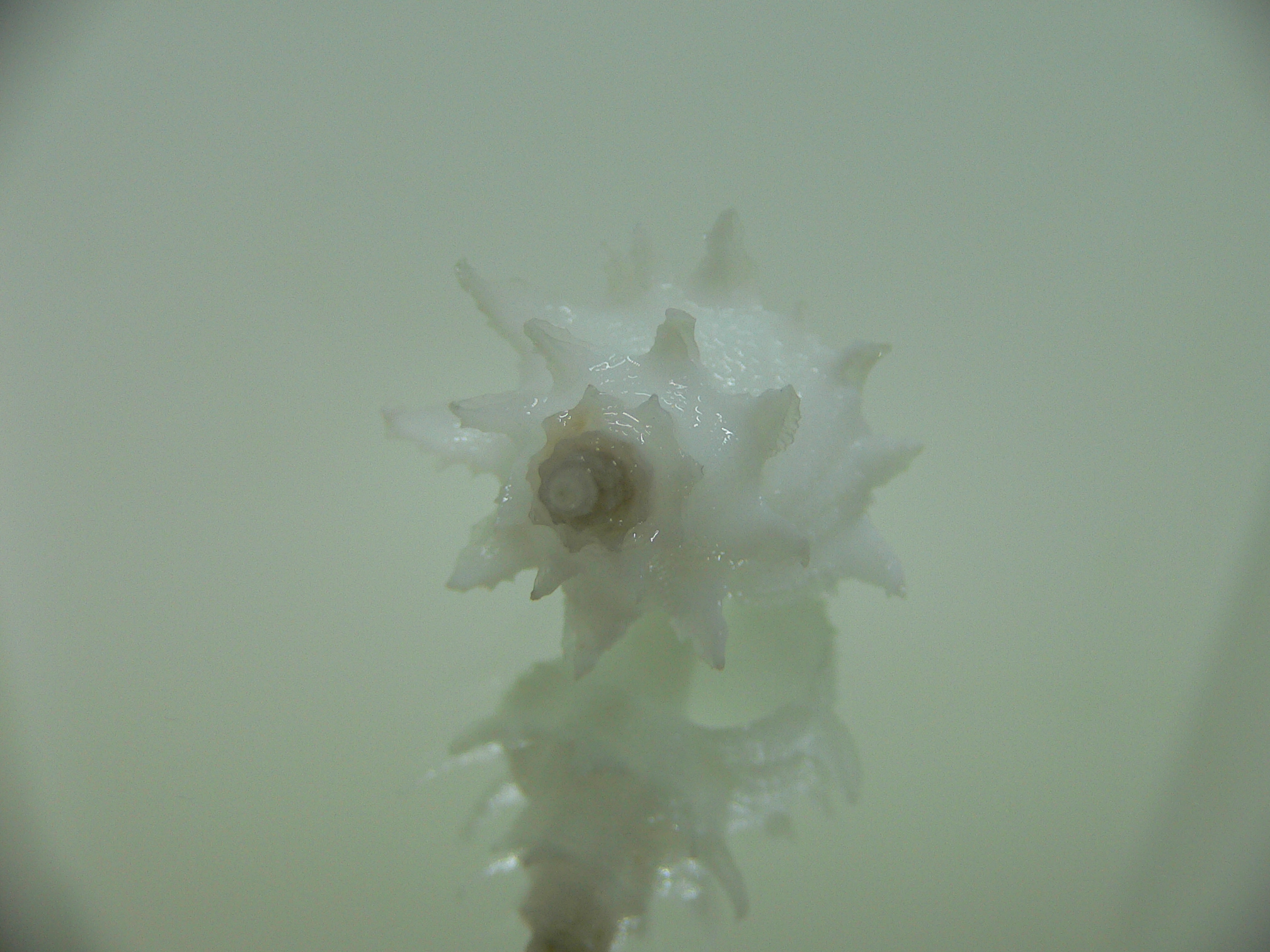 Babelomurex armatus SUPER
