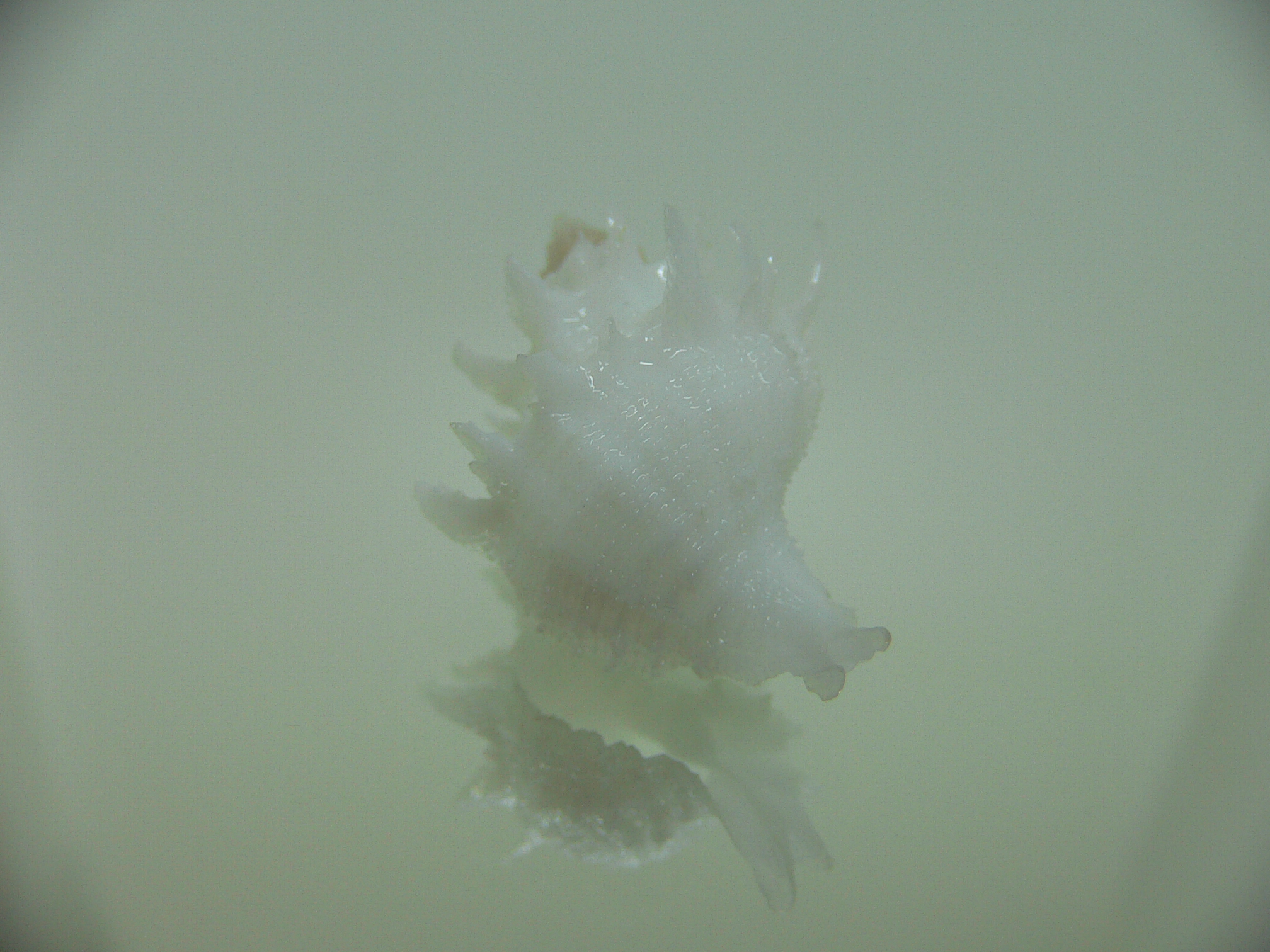 Babelomurex armatus SUPER