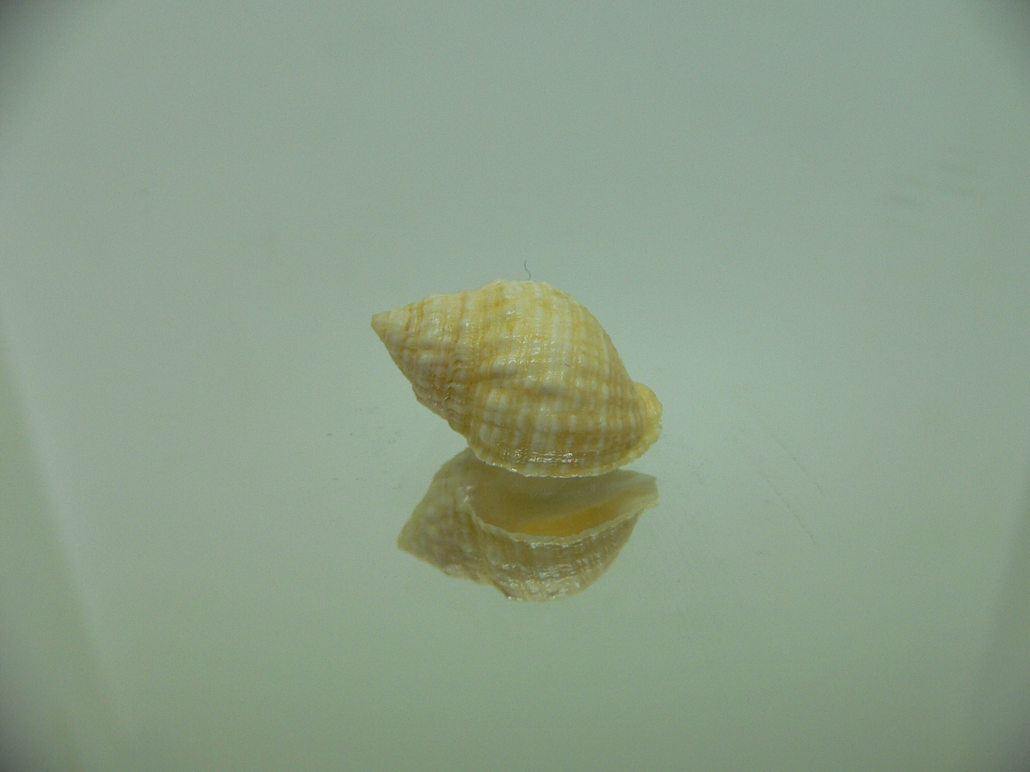 Neothais nesiotes BEIGE & BIG