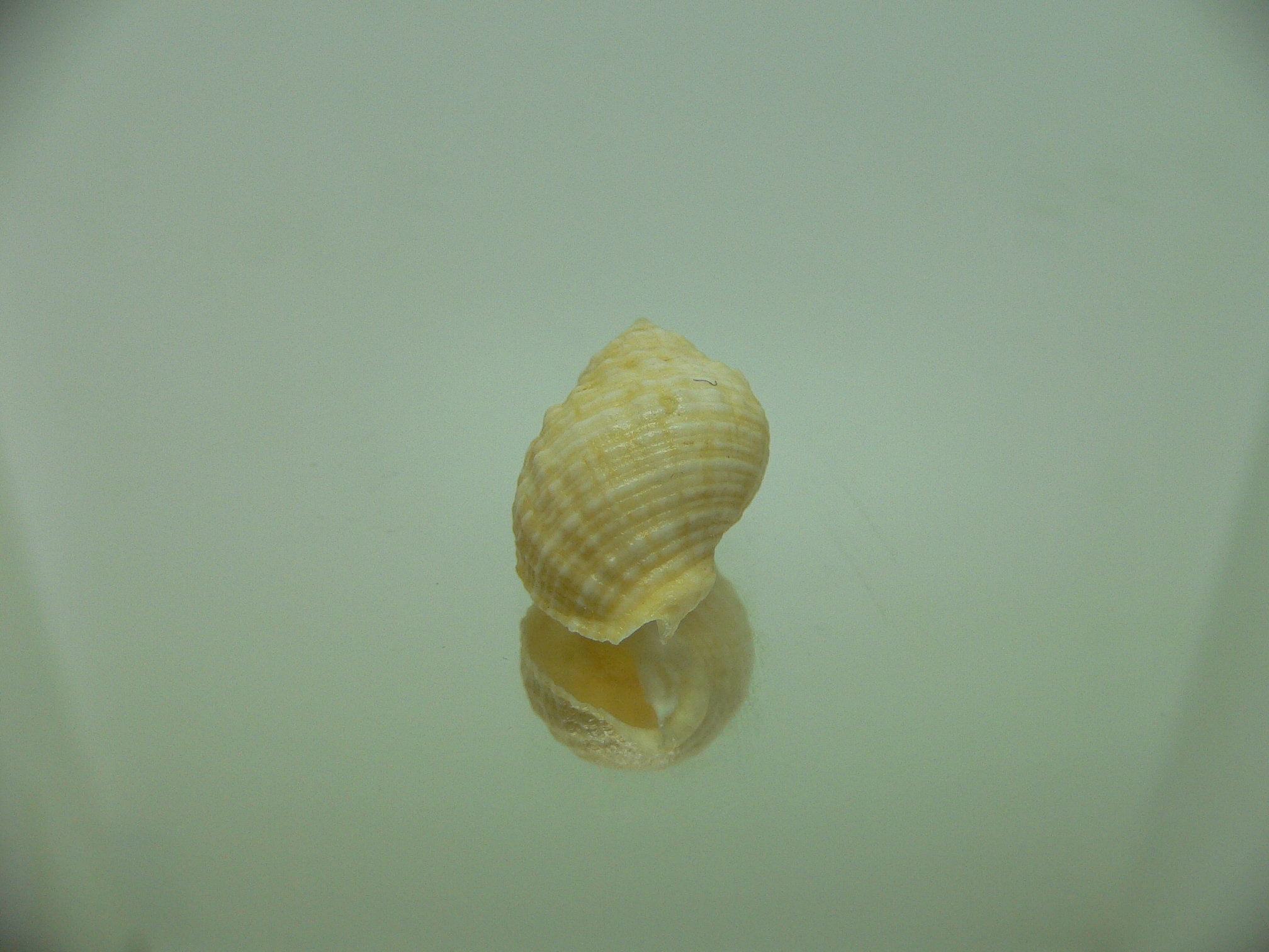 Neothais nesiotes BEIGE & BIG