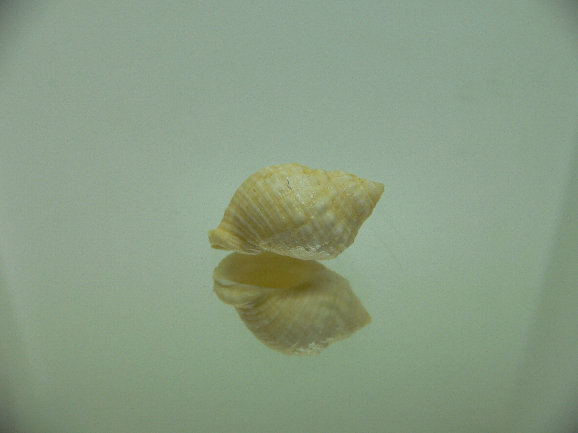 Neothais nesiotes BEIGE & BIG