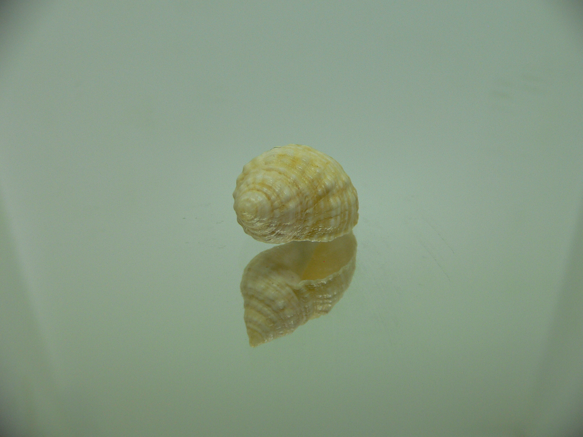 Neothais nesiotes BEIGE & BIG