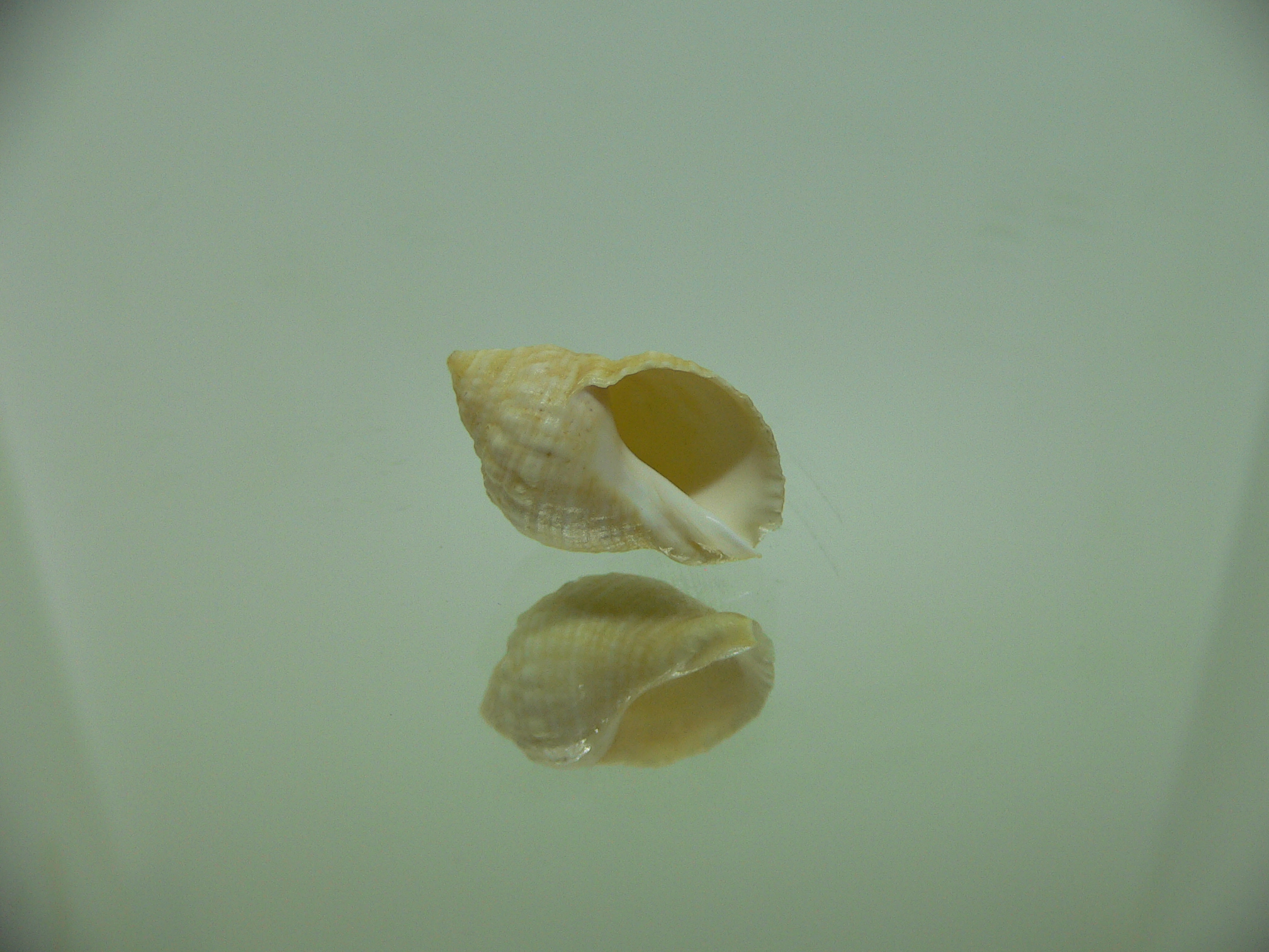 Neothais nesiotes BEIGE & BIG