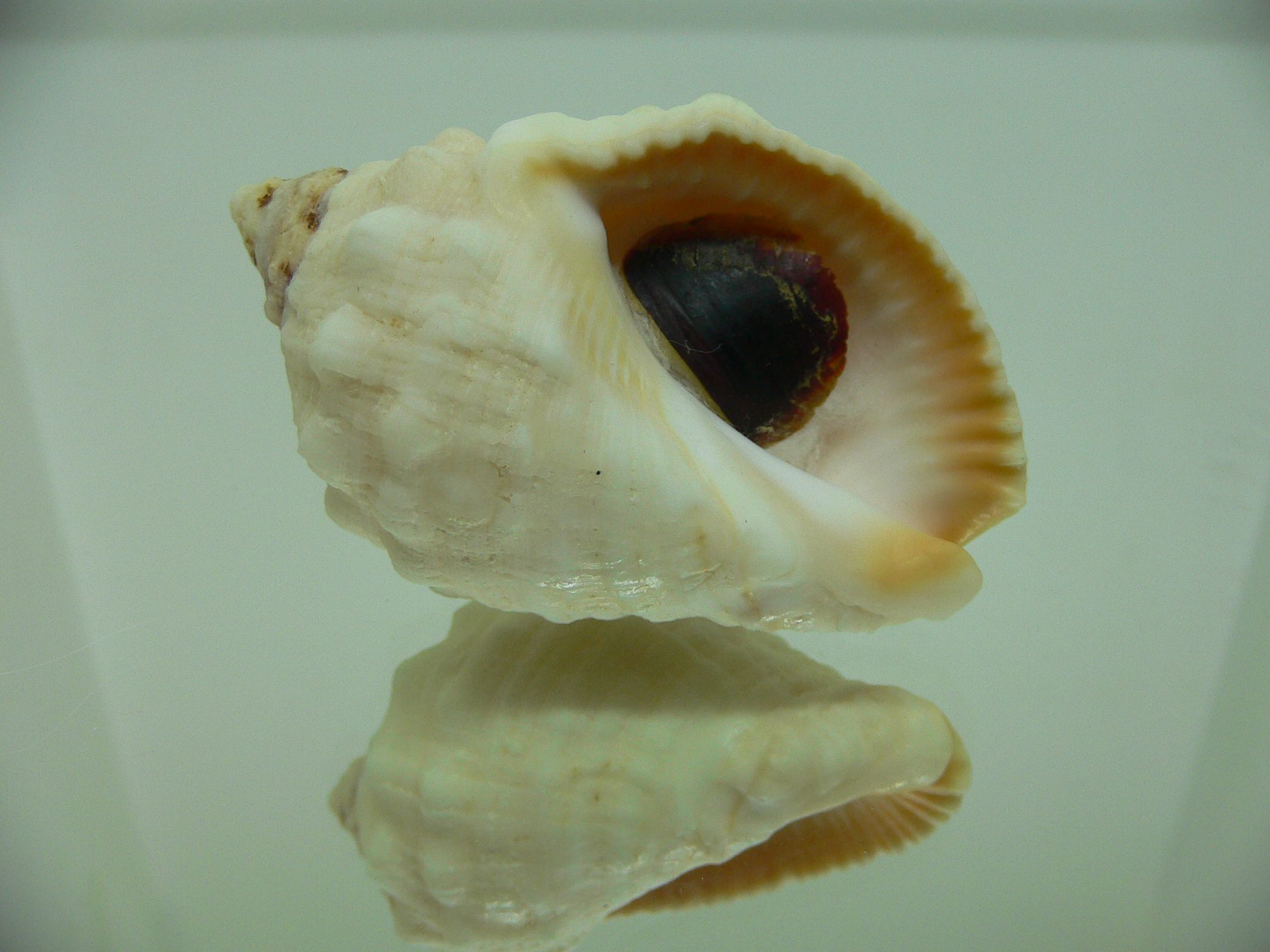 Dicathais orbita textilosa (var.)